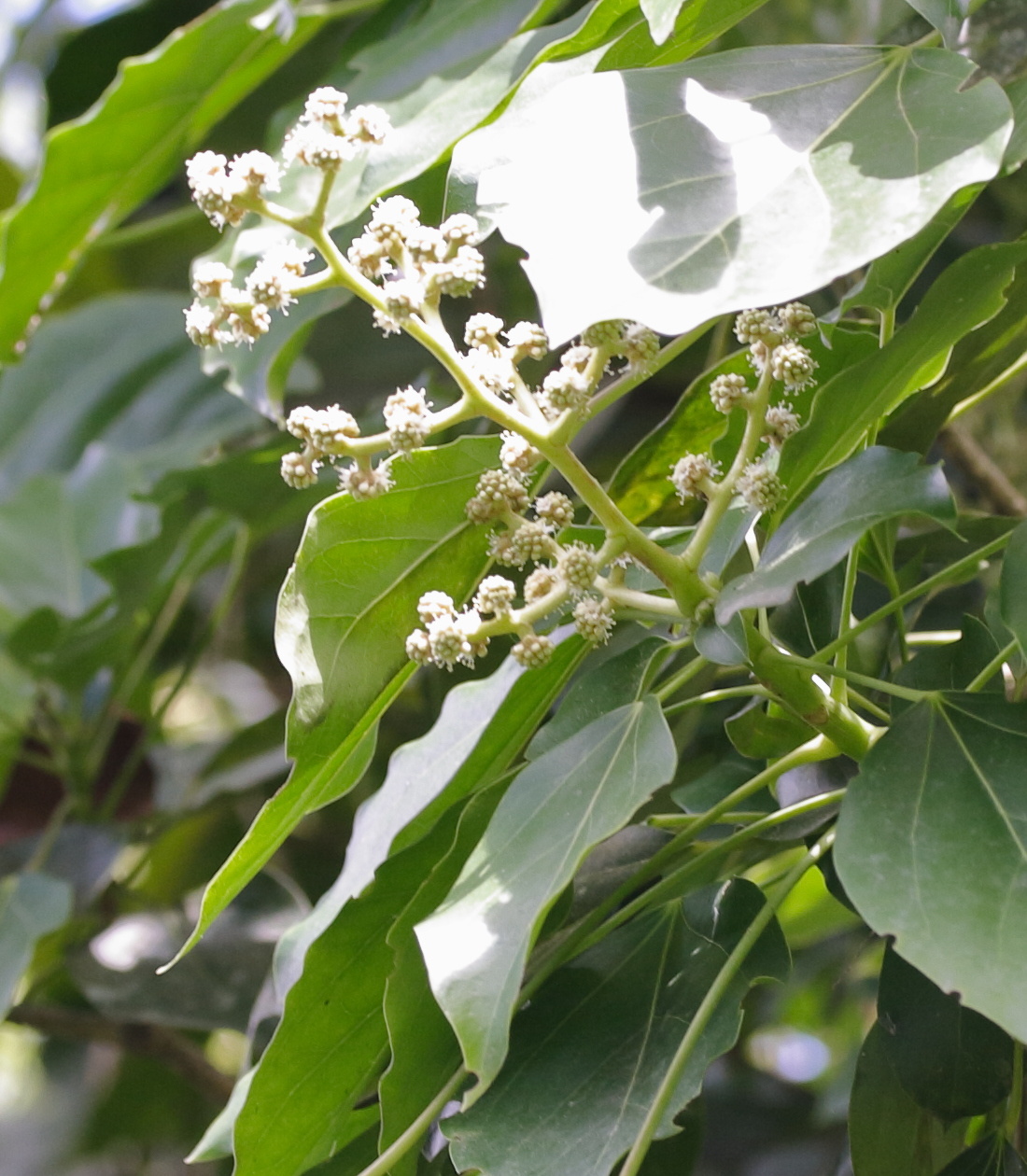 oreopanax_capitatus4md