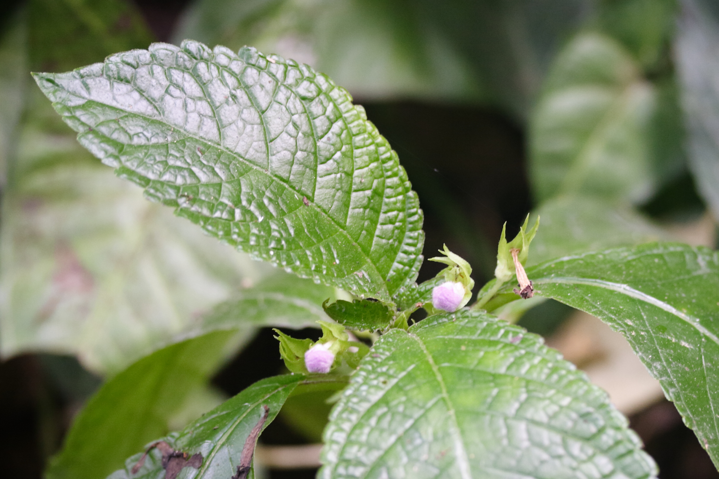 Afficher le média strobilanthes_hamiltoniana2md strobilanthes_hamiltoniana2md