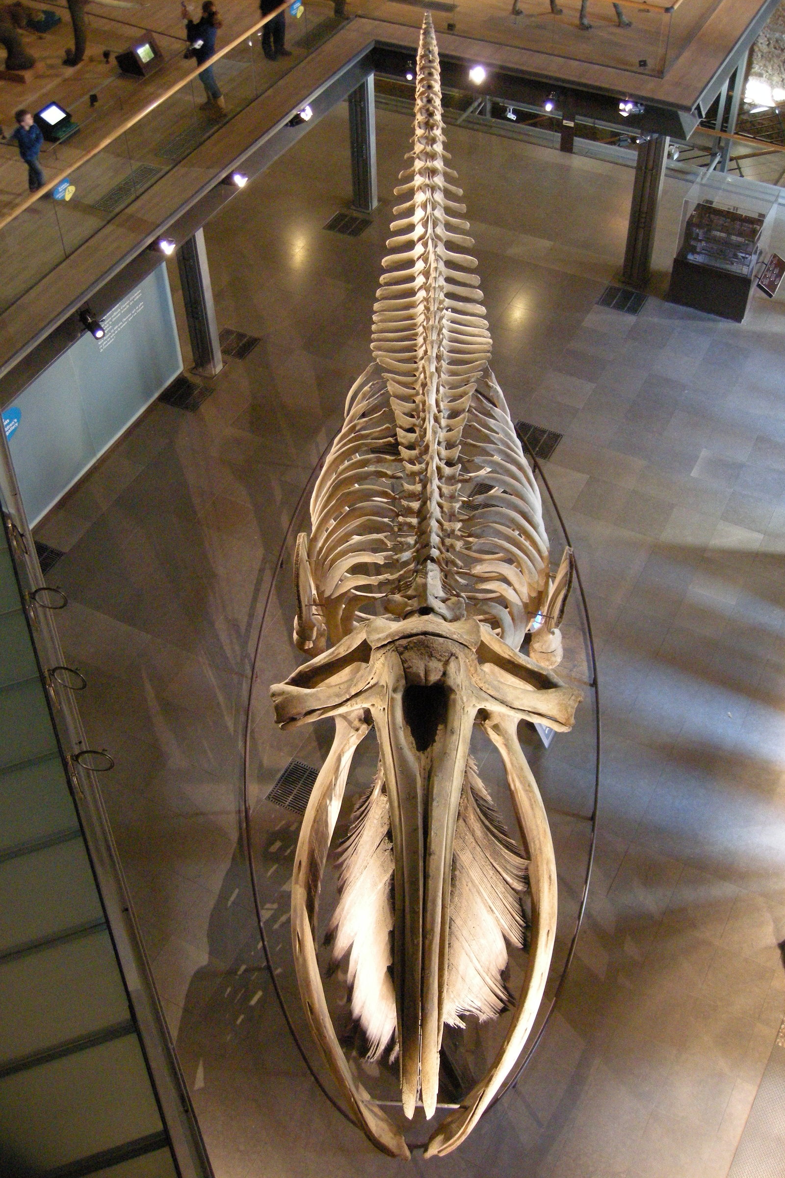 eubalaena_australis1md