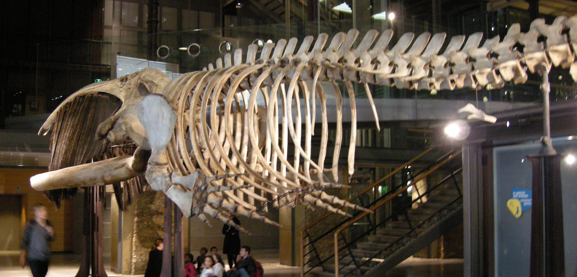 eubalaena_australis2md