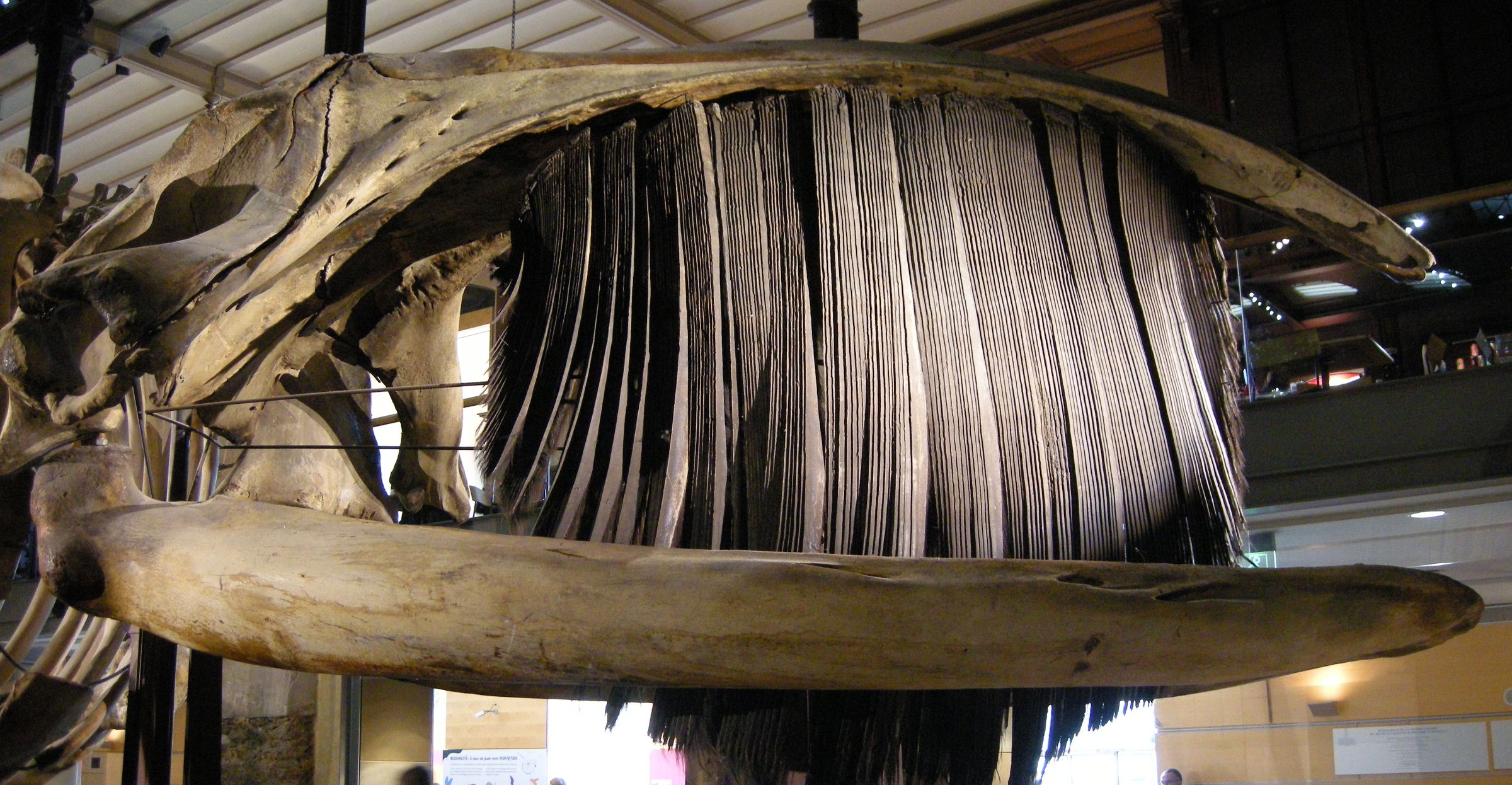 eubalaena_australis3md