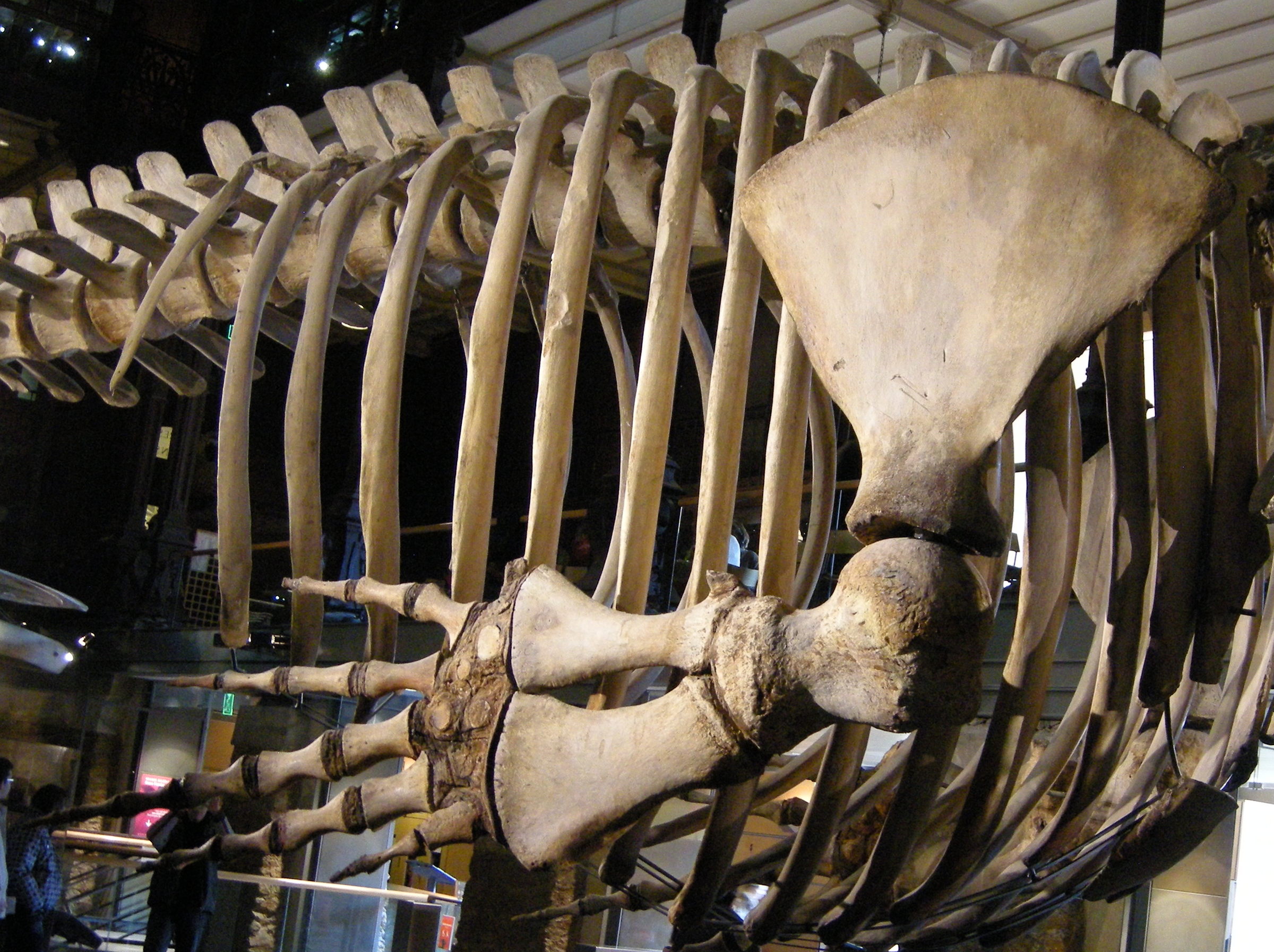 eubalaena_australis4md