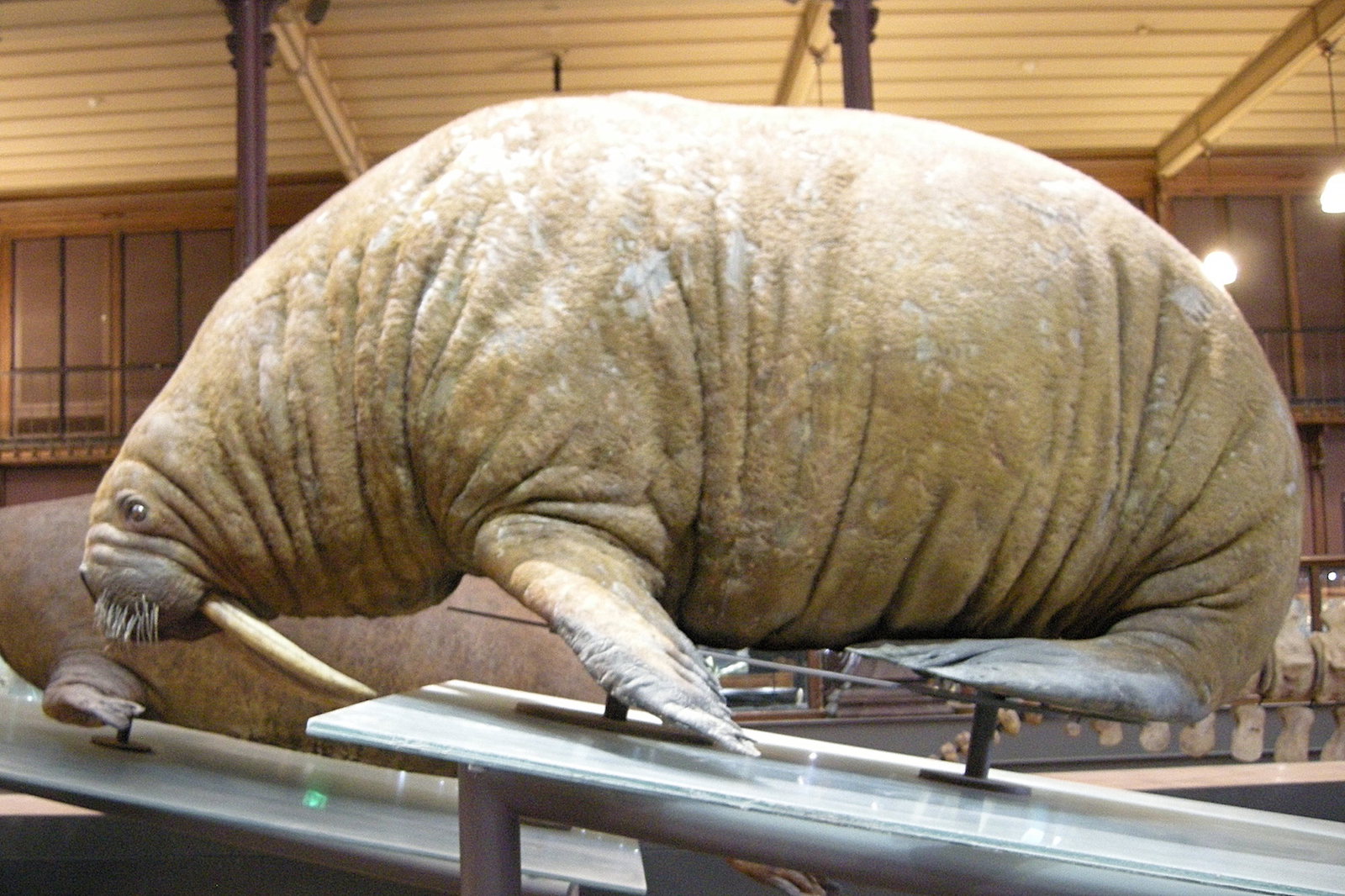 odobenus_rosmarus1md