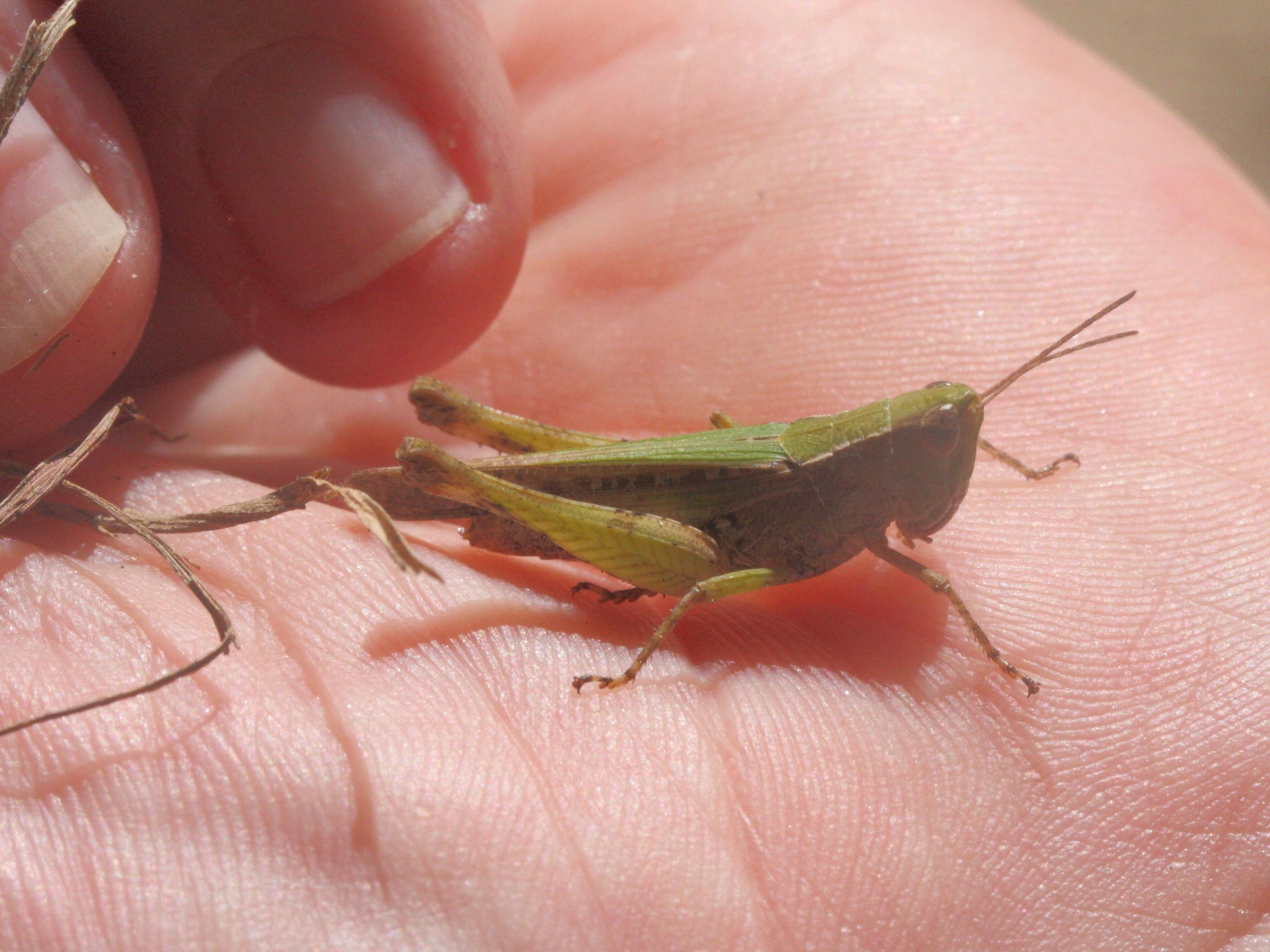 orphulella_punctata1md