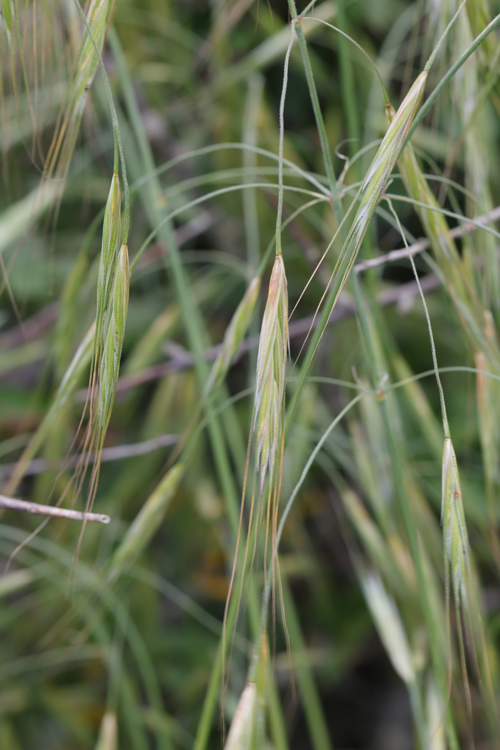 anisantha_sterilis3md