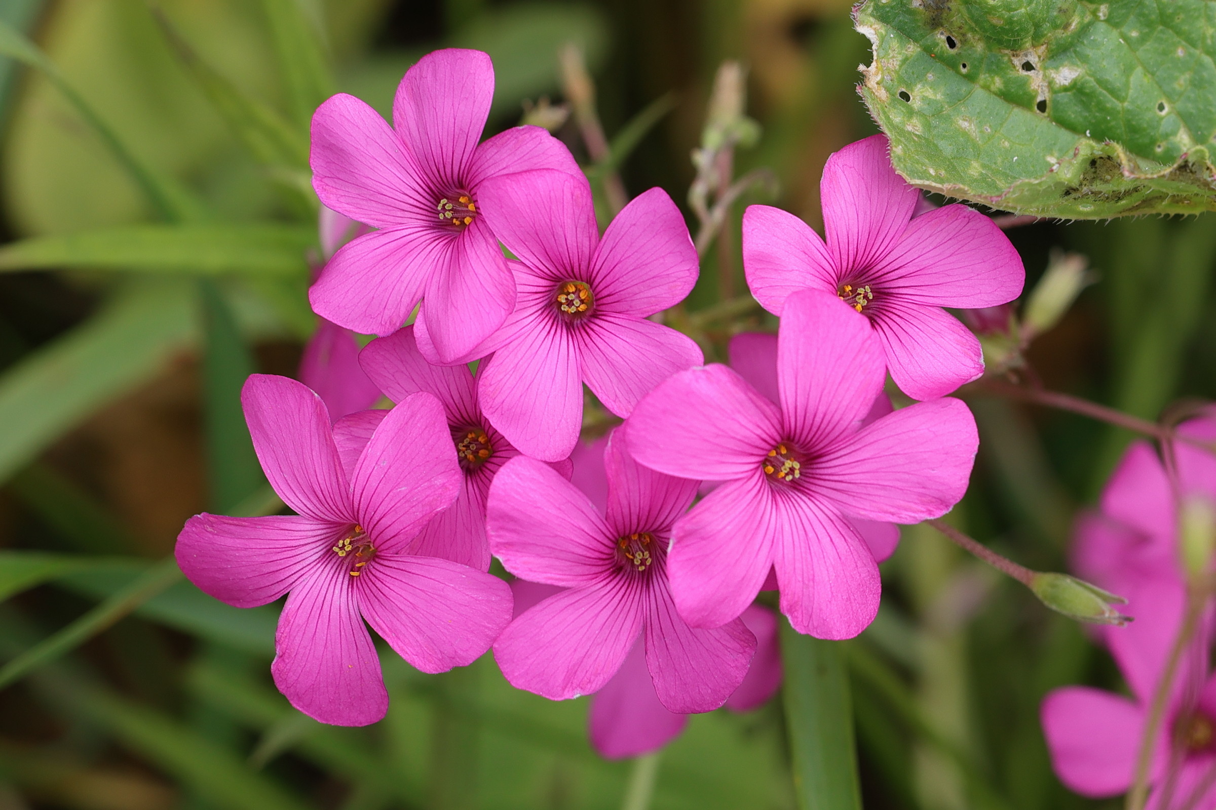 oxalis_articulata2md