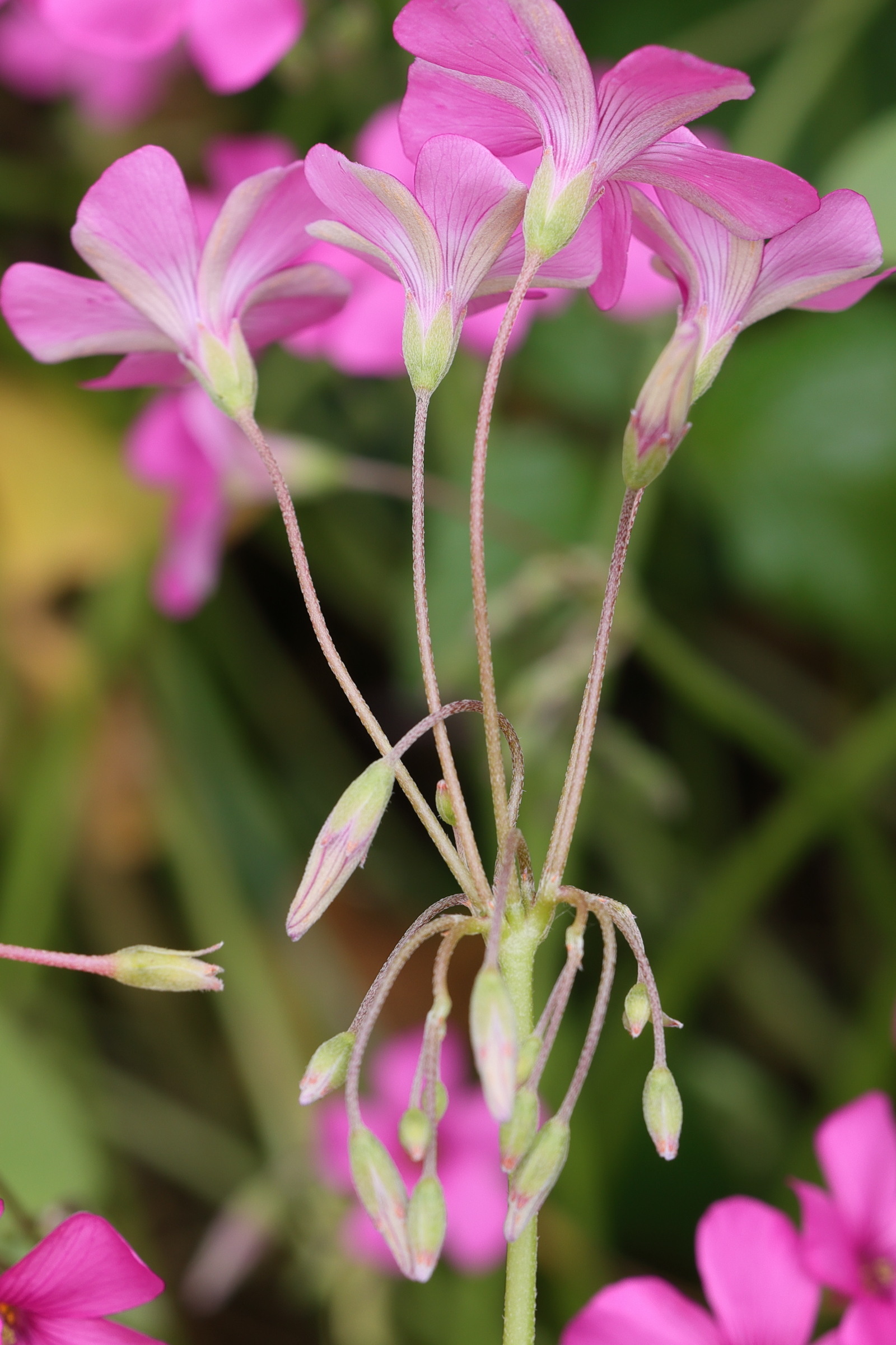 oxalis_articulata3md