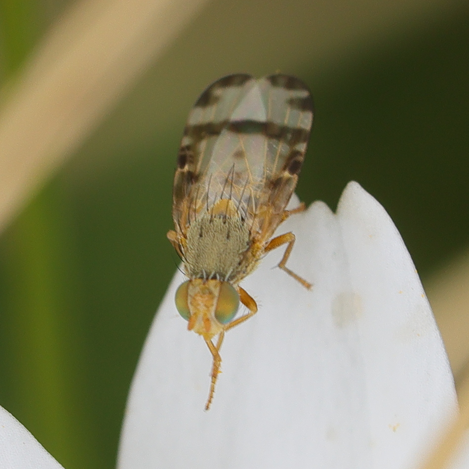 sphenella_marginata12md