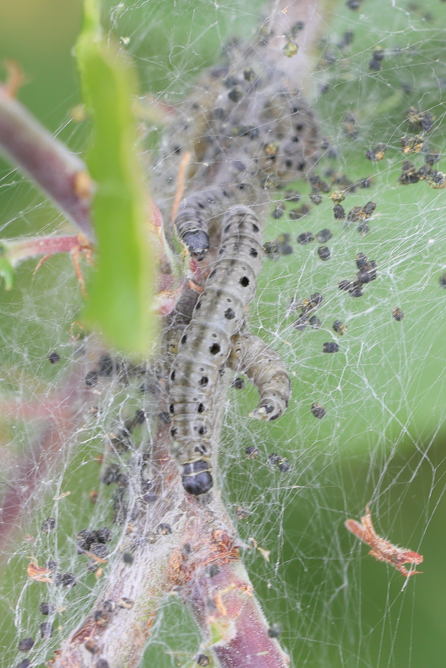 Afficher le média yponomeuta_padella_ch3md yponomeuta_padella_ch3md