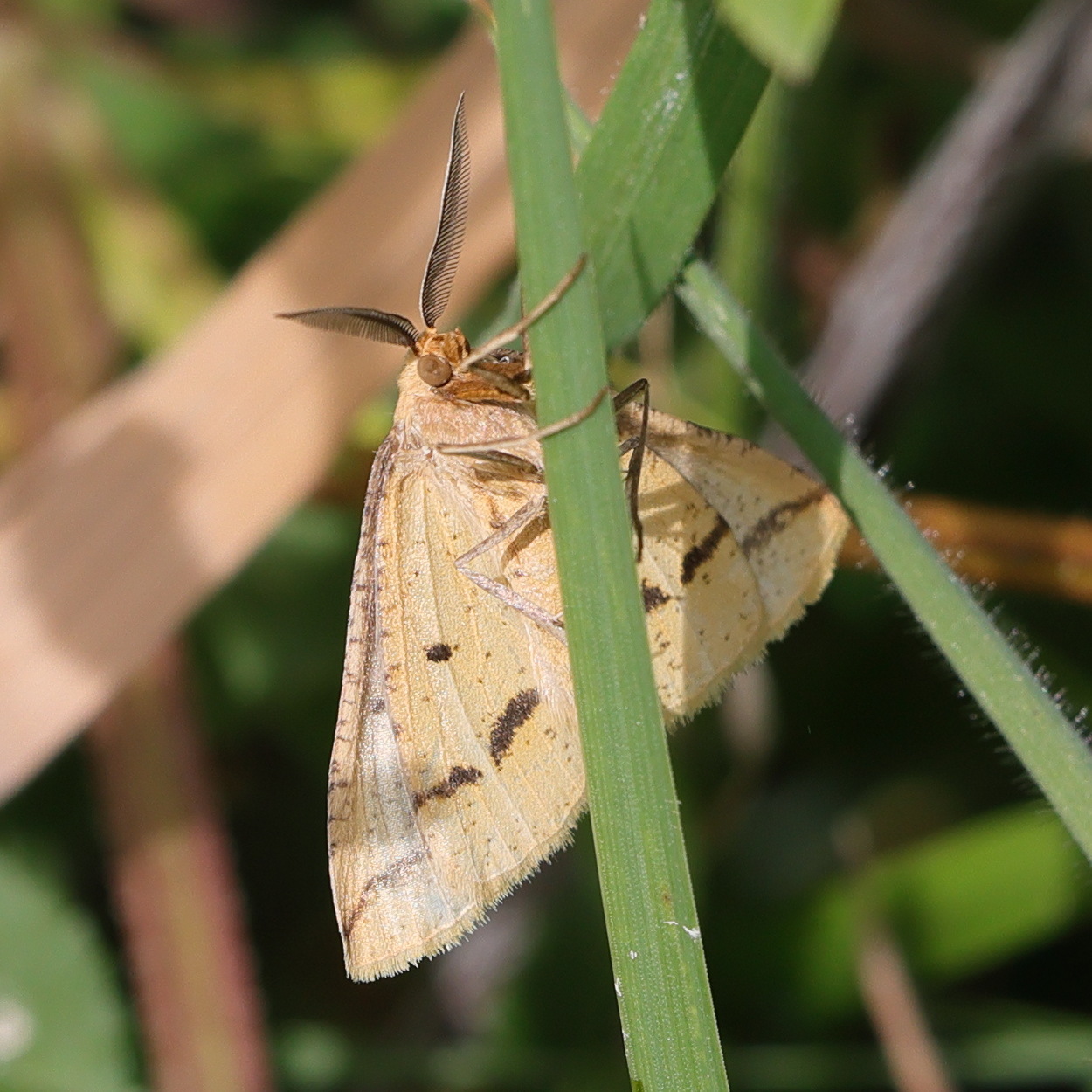 aspitates_ochrearia5md