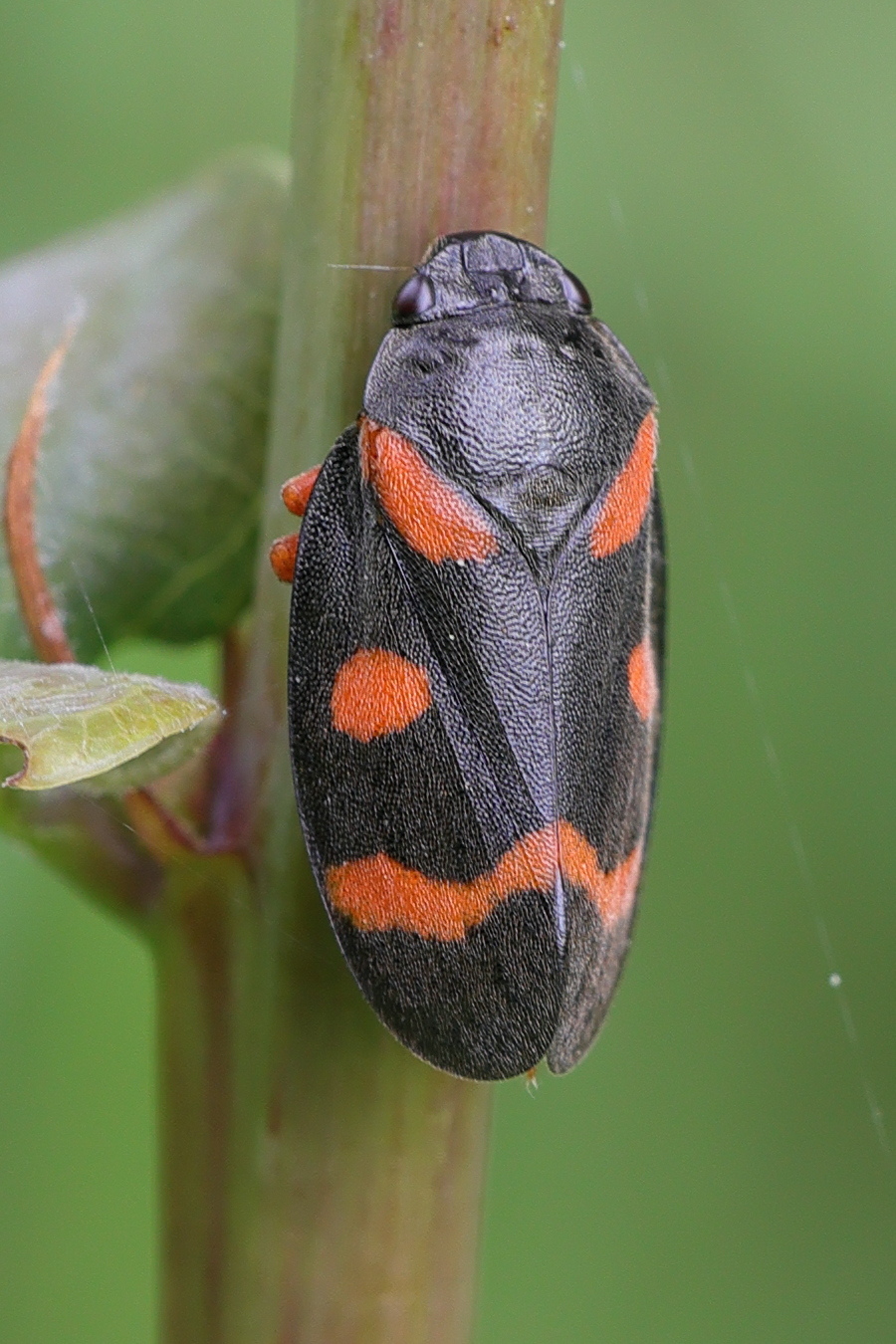 cercopis_intermedia3md