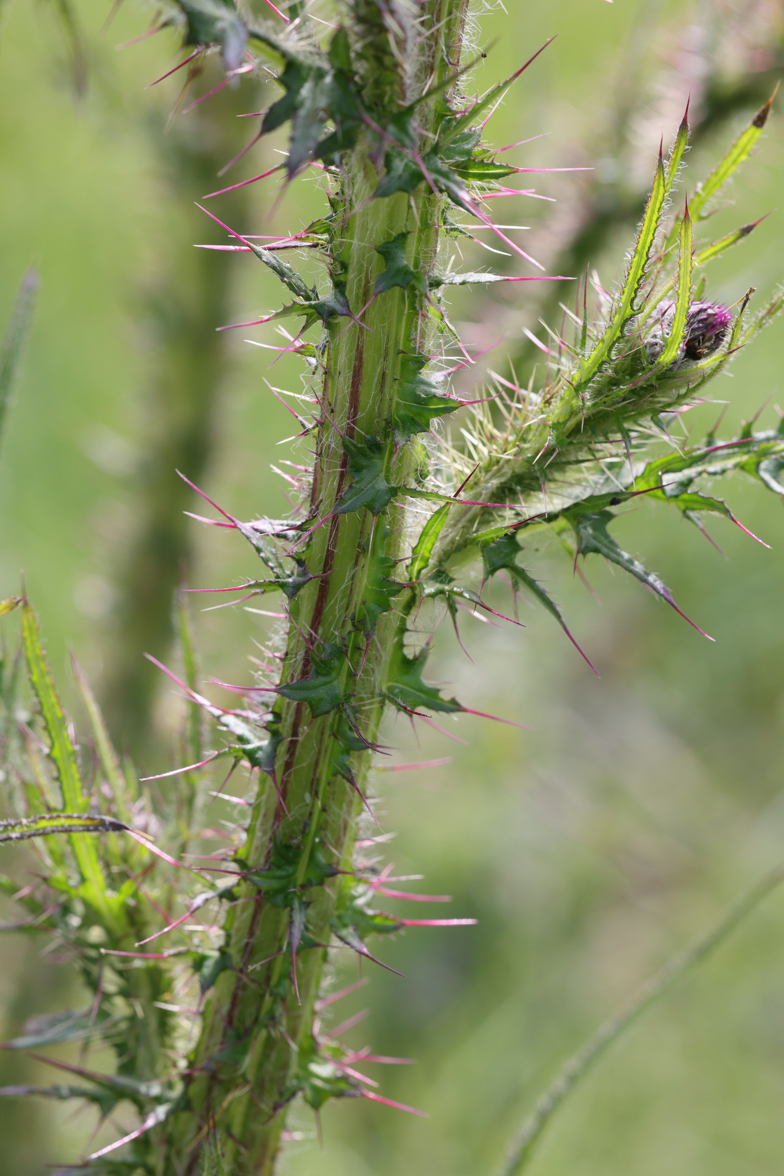 Afficher le média cirsium_palustre5md cirsium_palustre5md