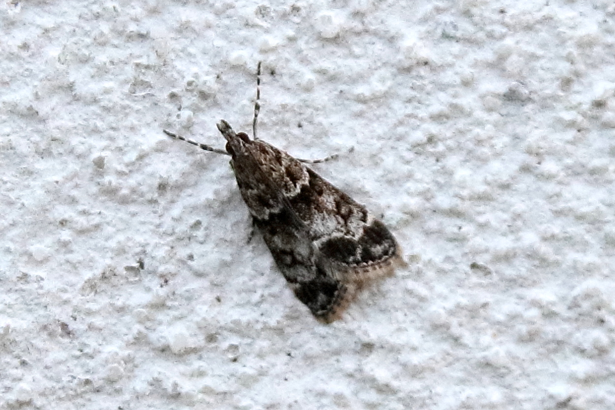 eudonia_mercurella4bd