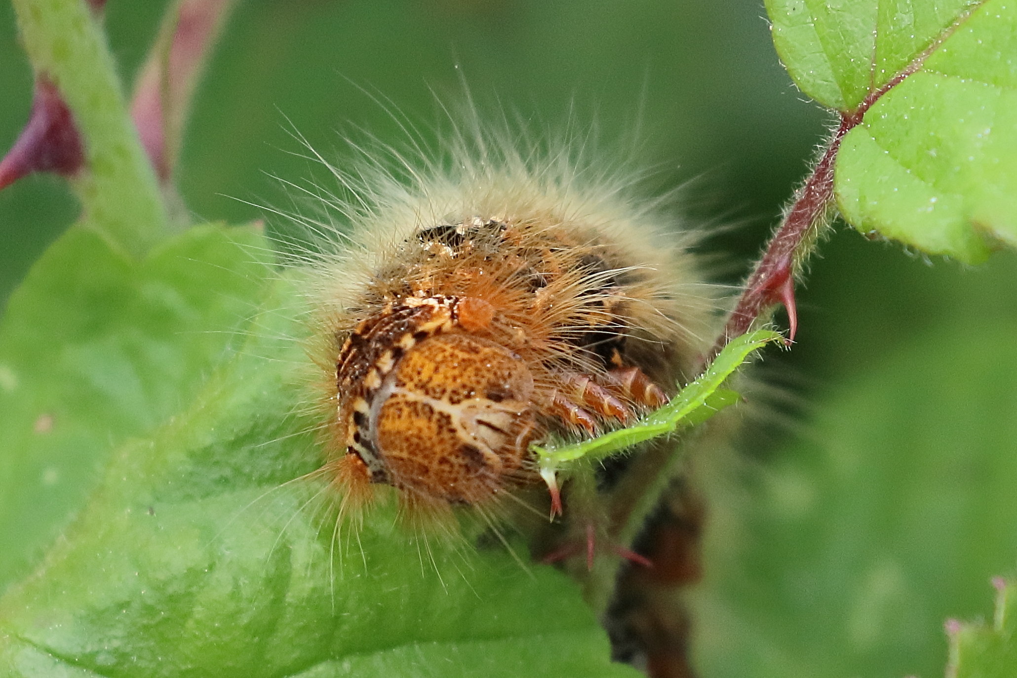 lasiocampa_quercus_ch9bd
