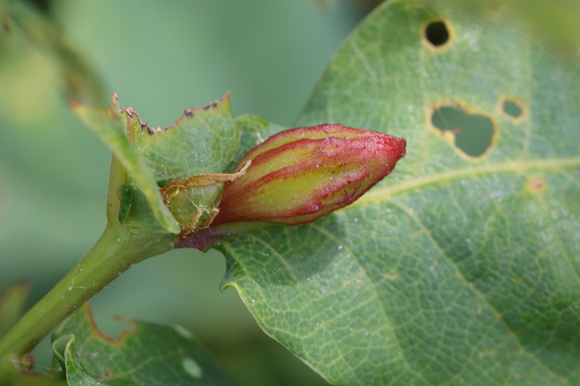 andricus_callidoma_galle1md