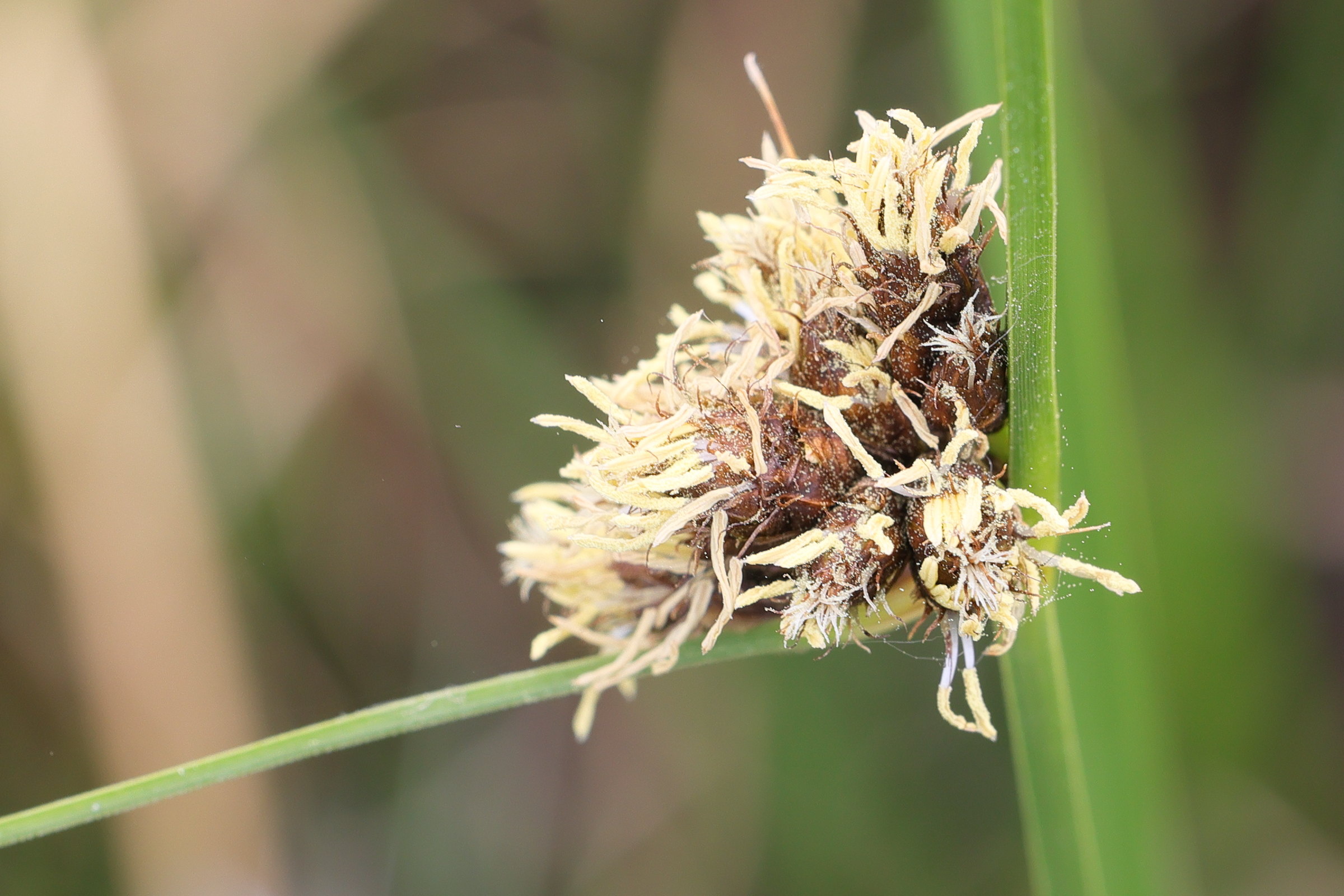 bolboschoenus_maritimus4md