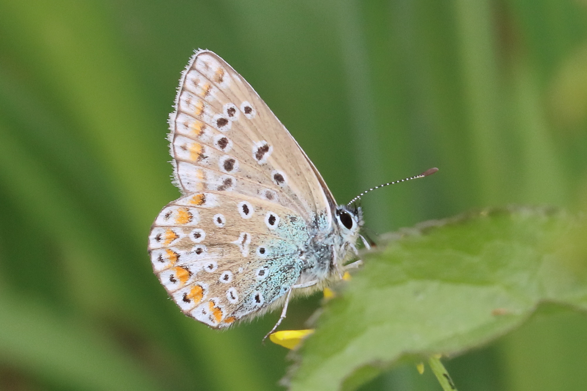 polyommatus_icarus10bd