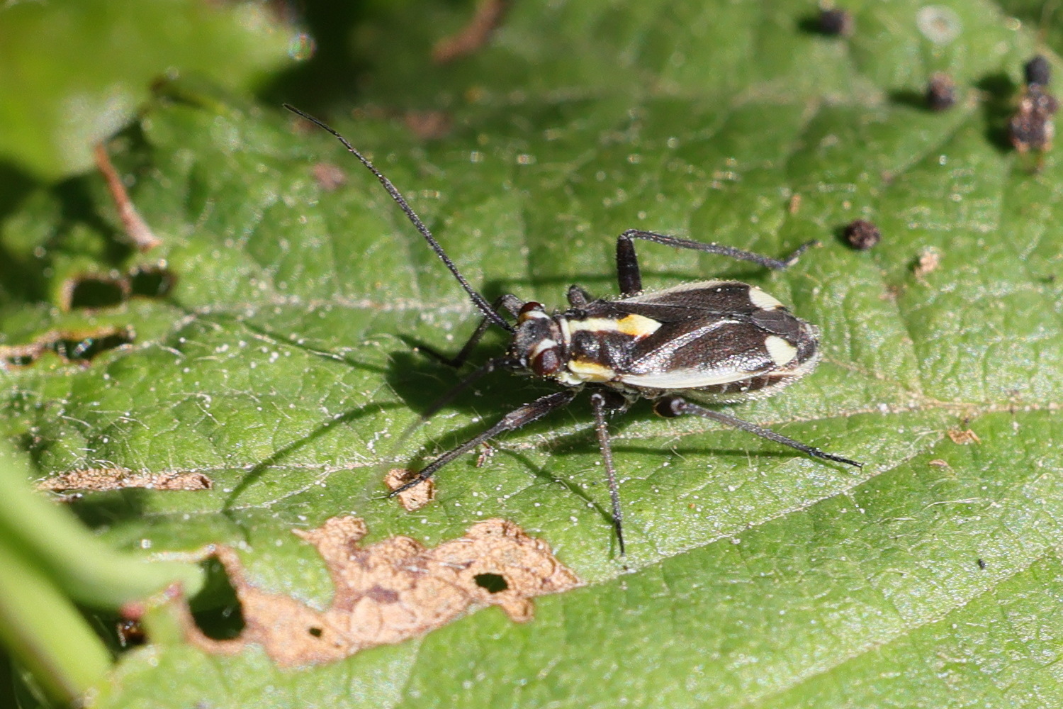 capsodes_sulcatus6md