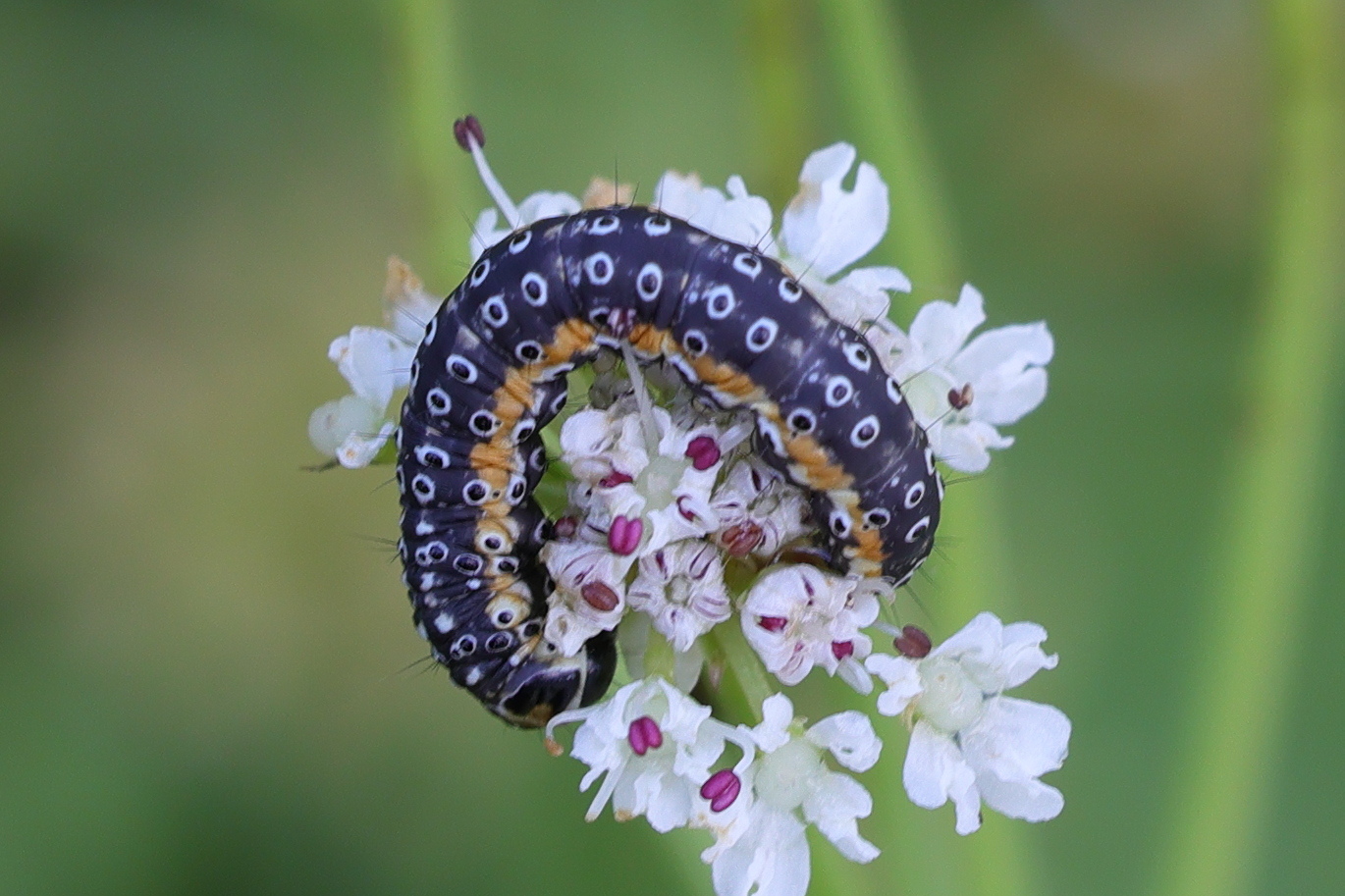 Afficher le média depressaria_daucella_ch2md depressaria_daucella_ch2md