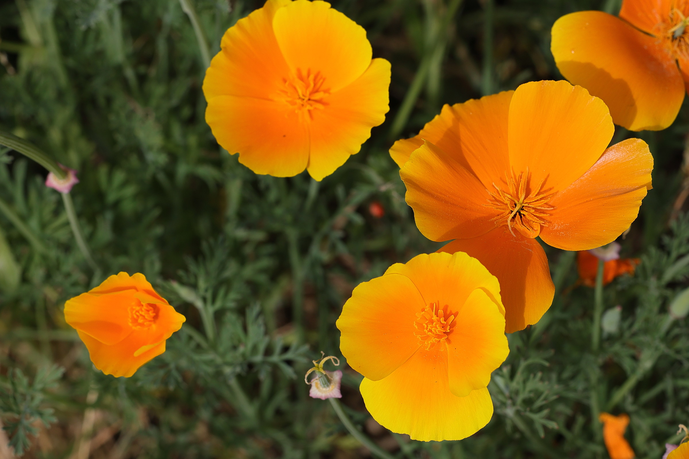 eschscholtzia_californica7md