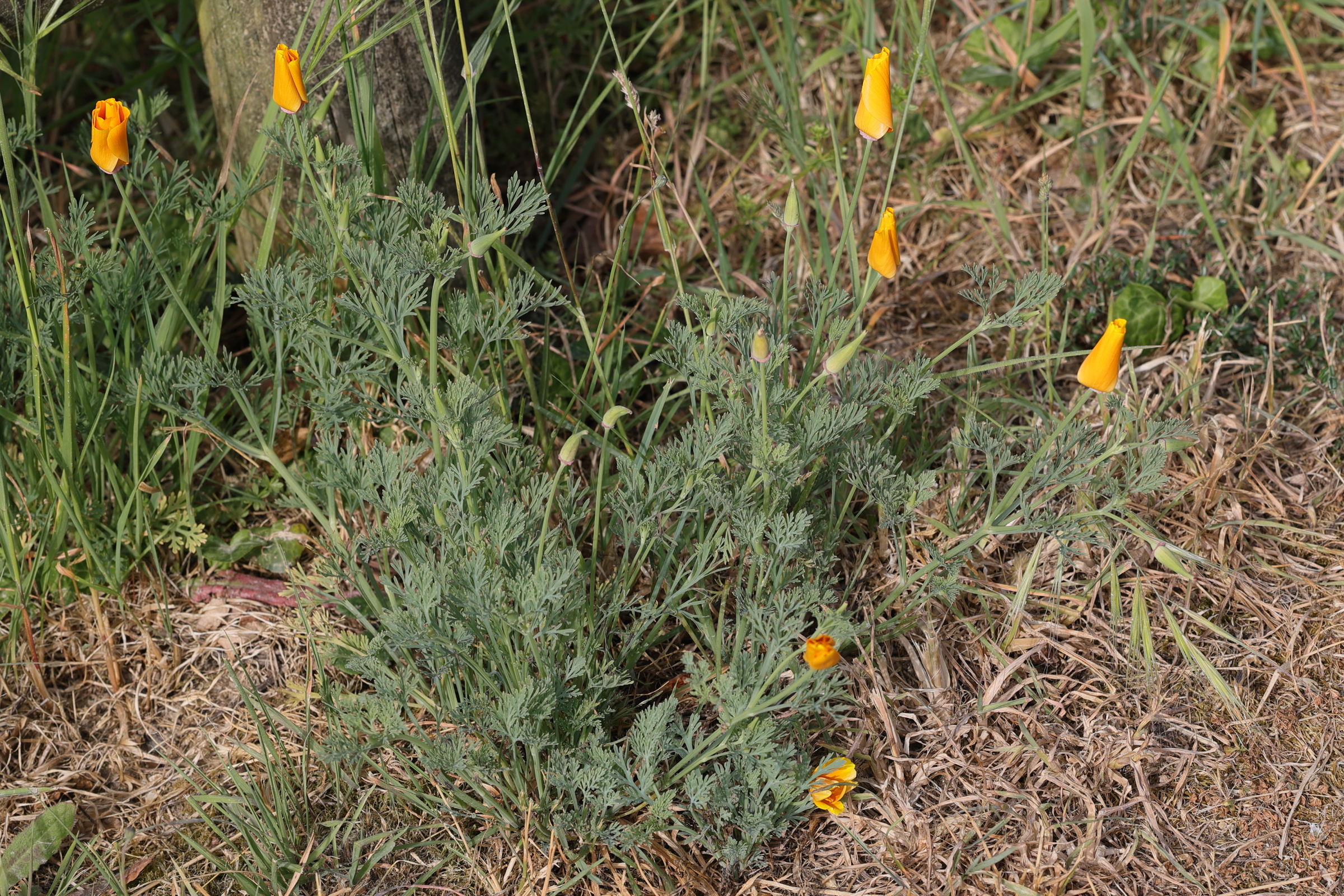 eschscholtzia_californica8md