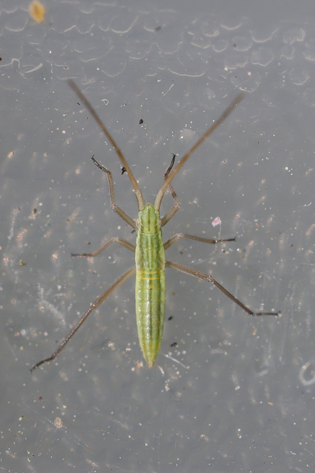 notostira_elongata_juv1md
