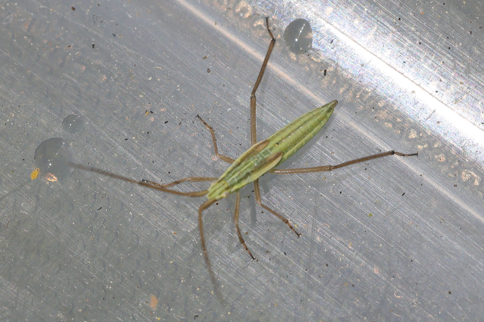 notostira_elongata_juv2md