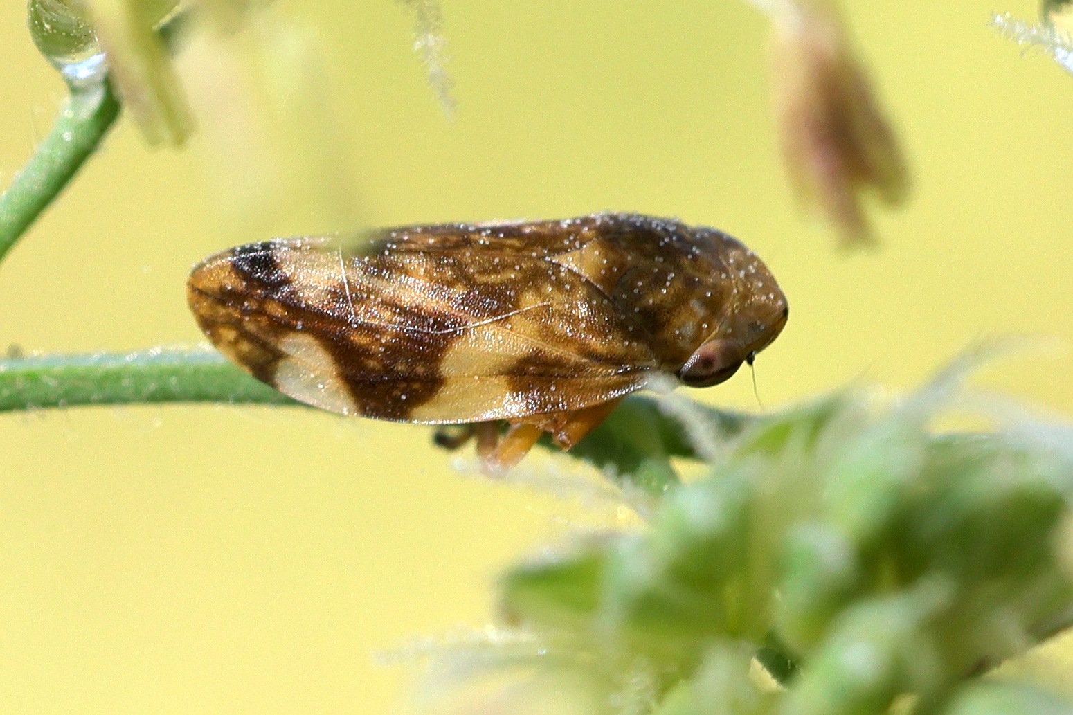 philaenus_spumarius5md