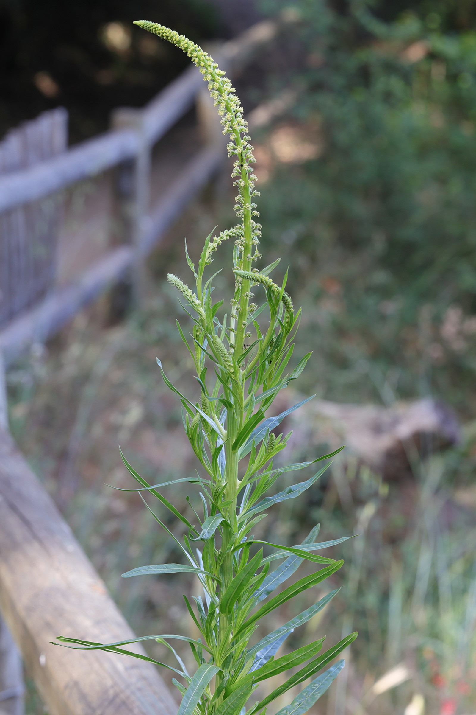 reseda_luteola1md