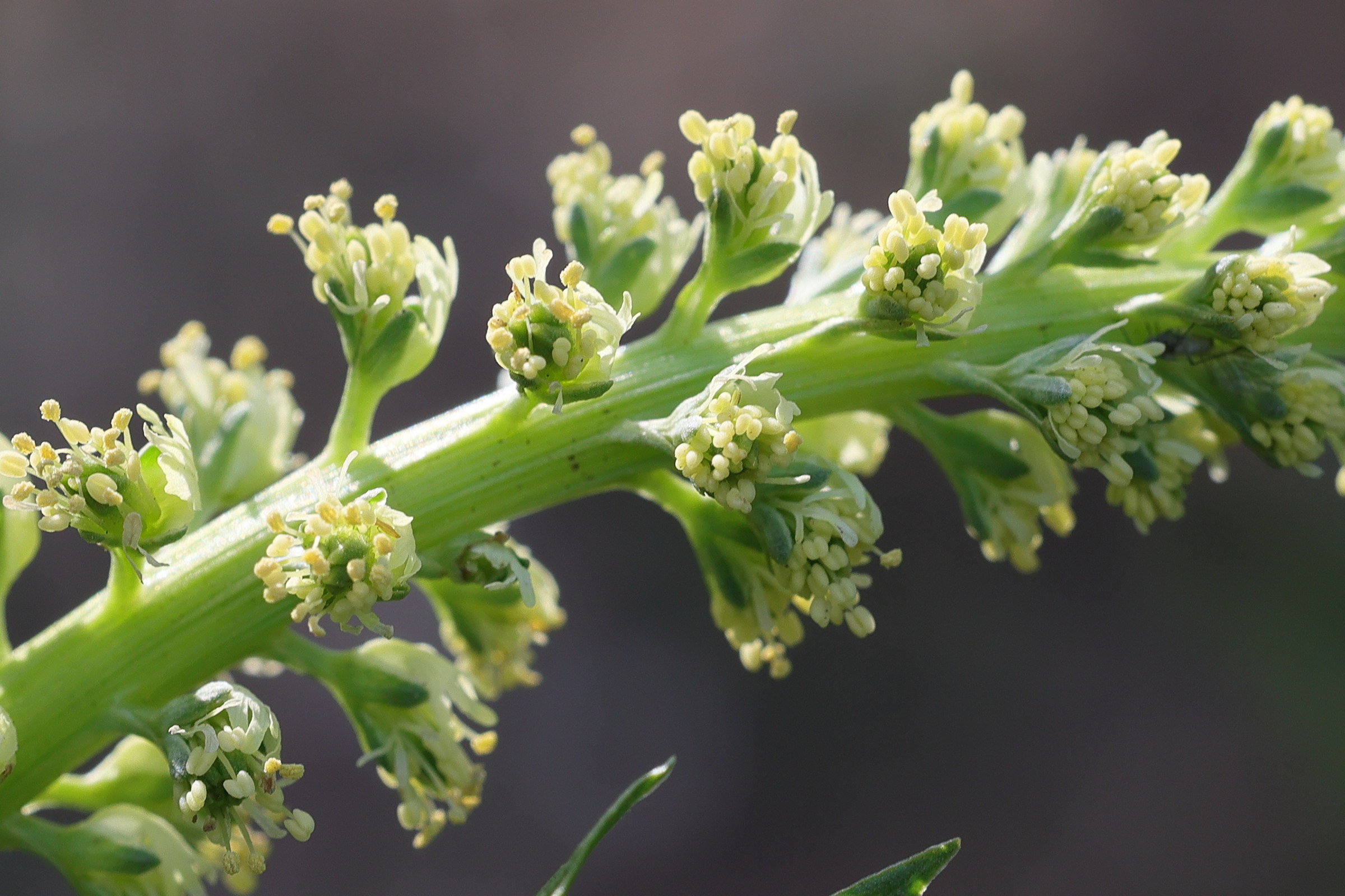 reseda_luteola2md