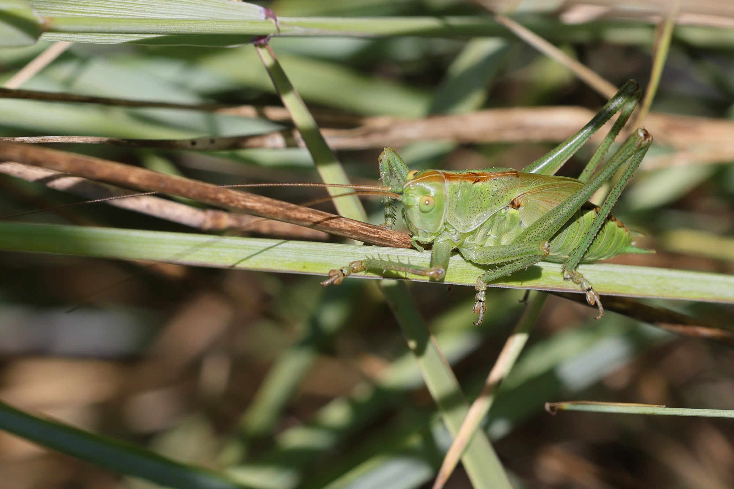 tettigonia_viridissima10md