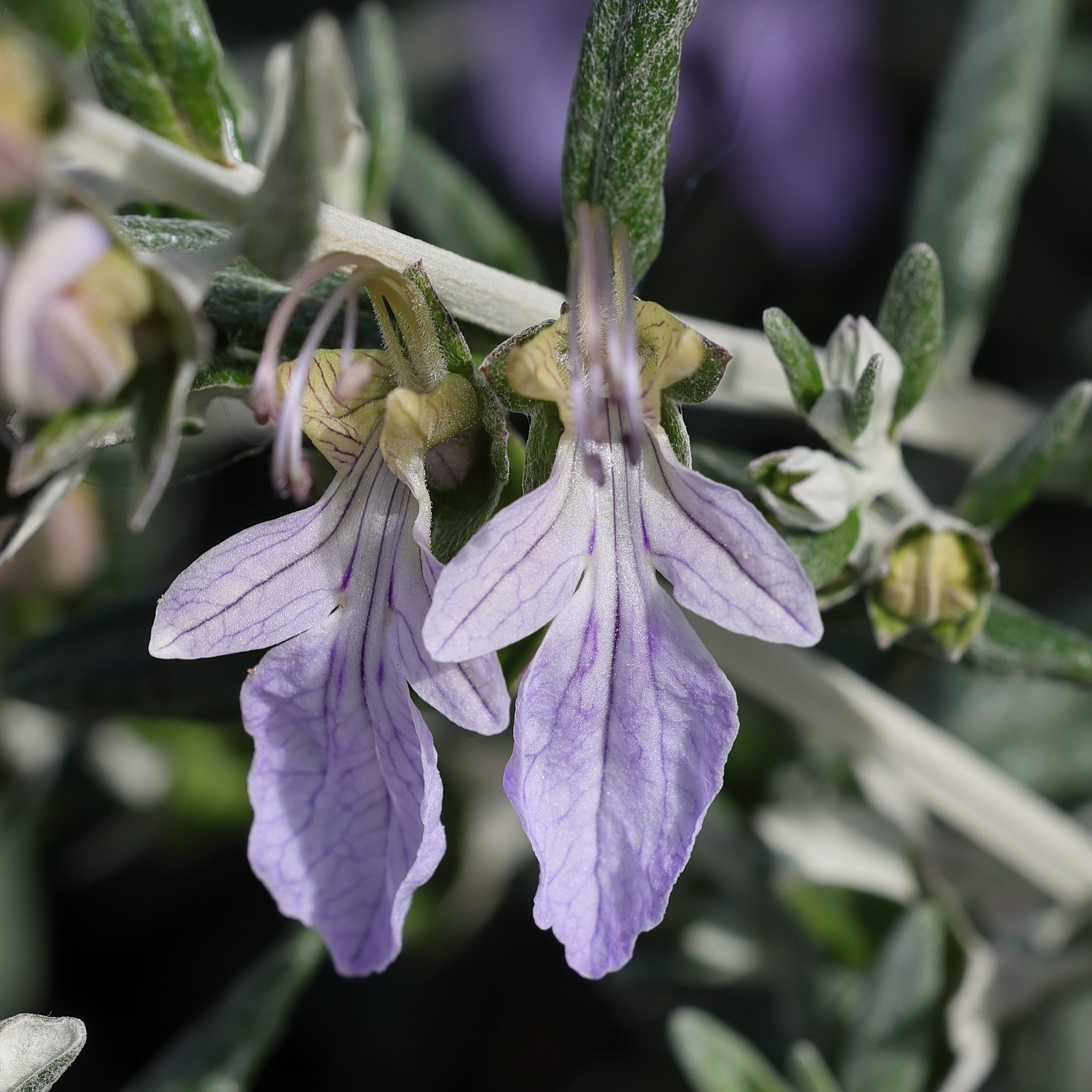 teucrium_fruticans3md