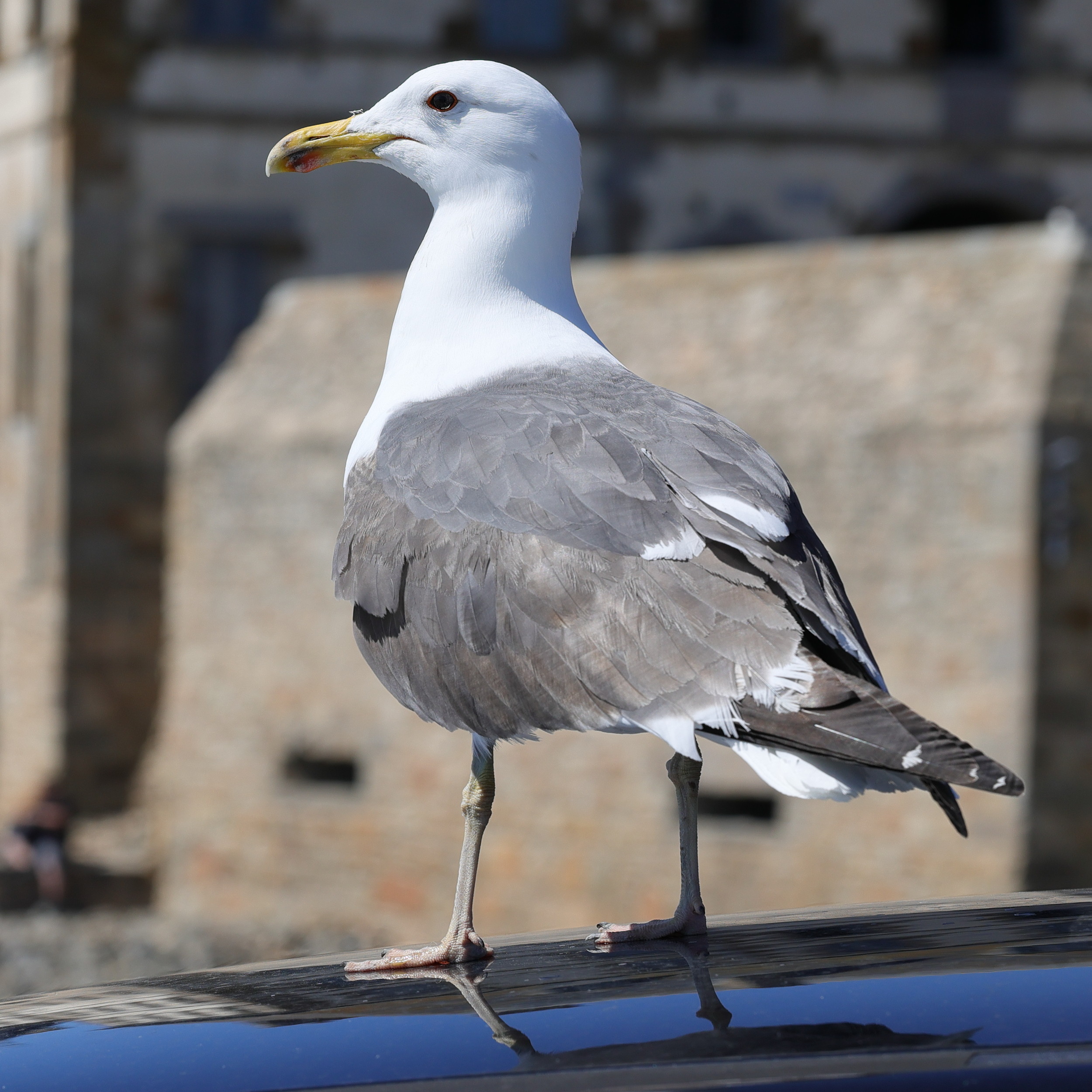 goeland_brun_-_larus_fuscus15md