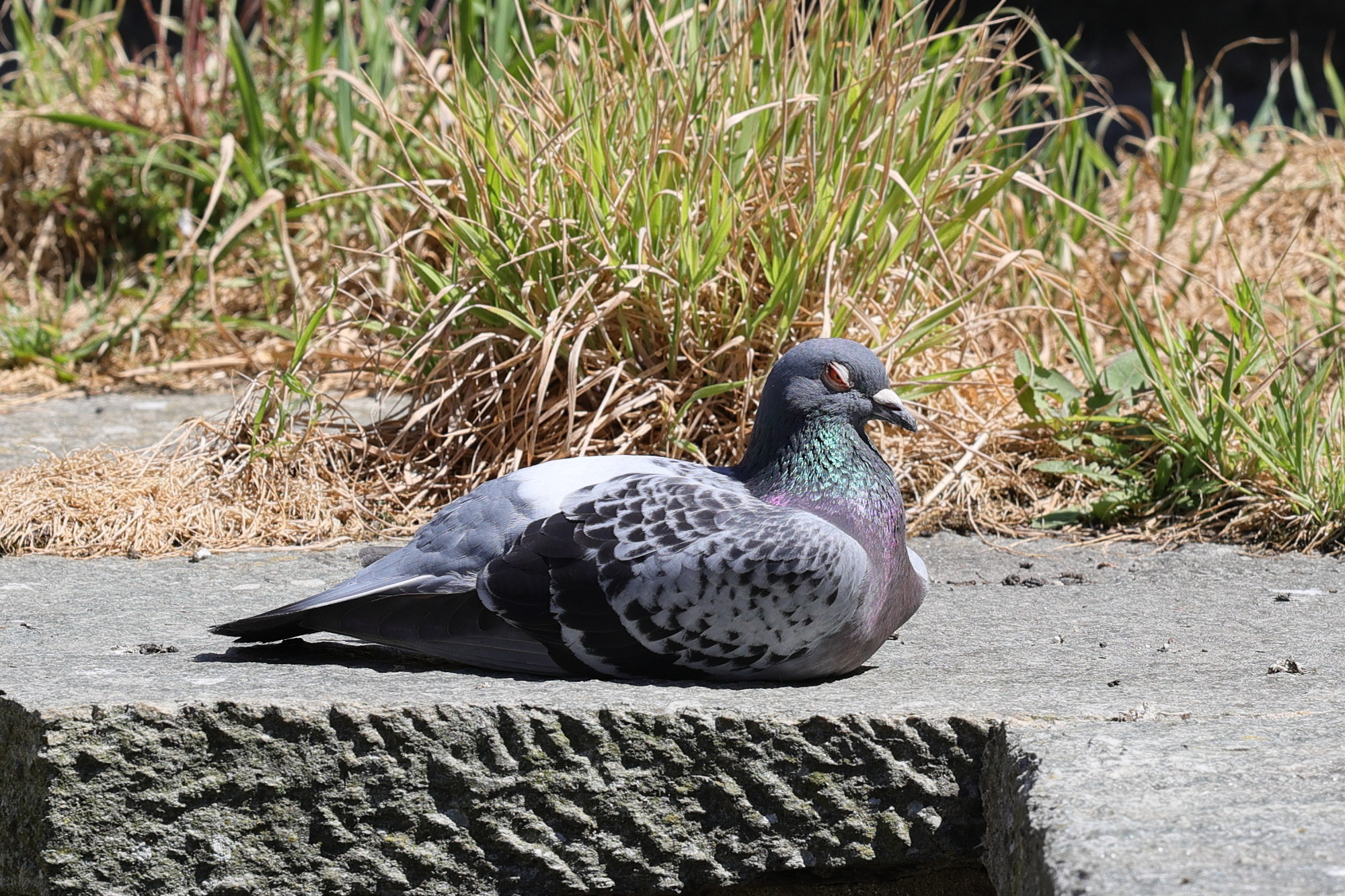 pigeon_biset_-_columba_livia4md