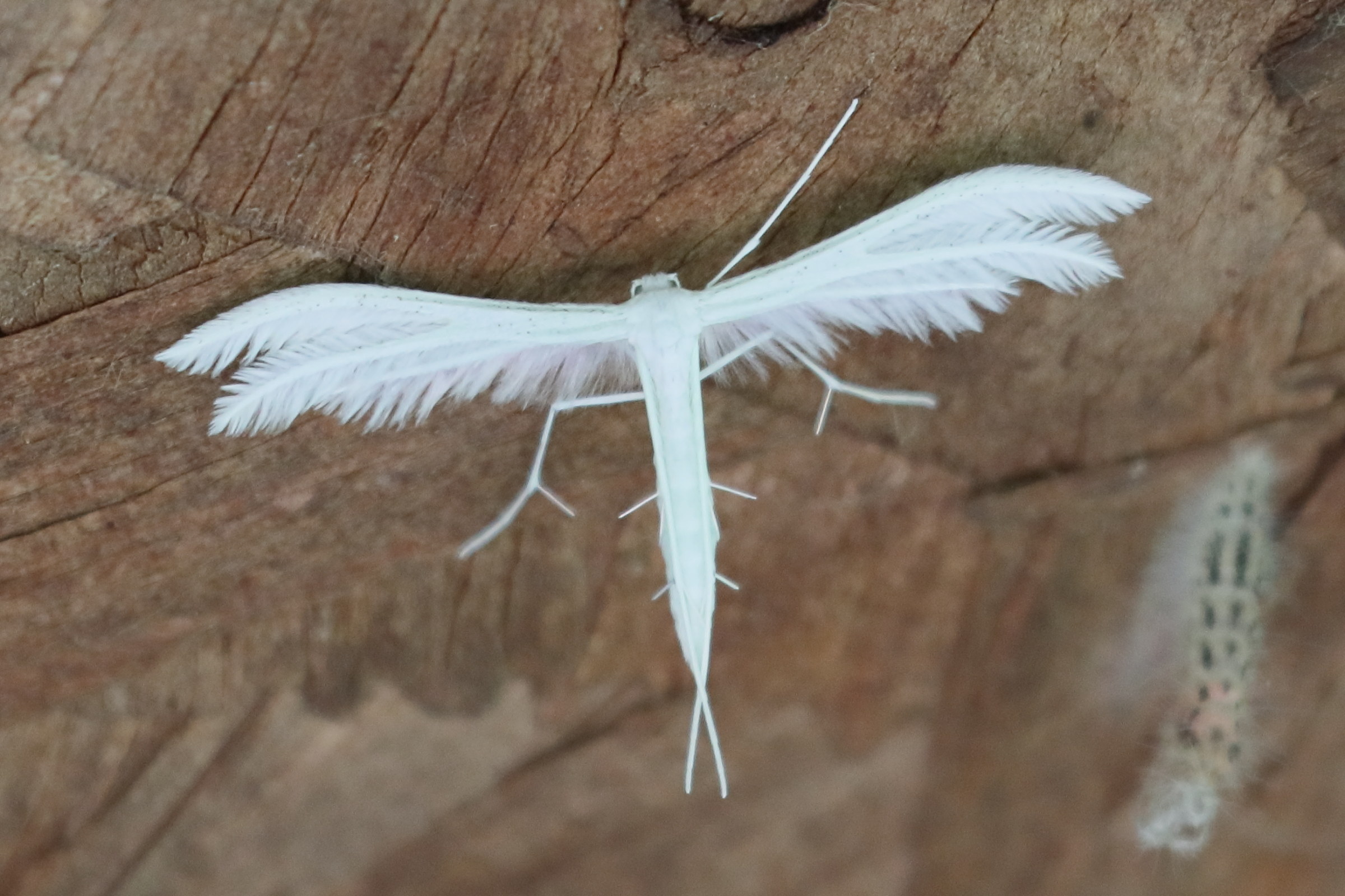 Afficher le média pterophorus_pentadactylus3bd pterophorus_pentadactylus3bd