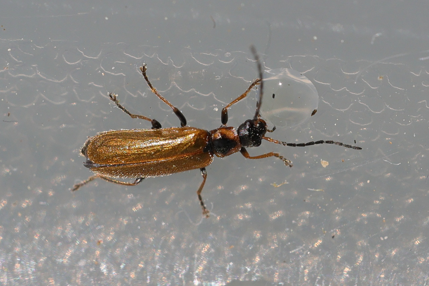 Afficher le média rhagonycha_nigriventris3md rhagonycha_nigriventris3md