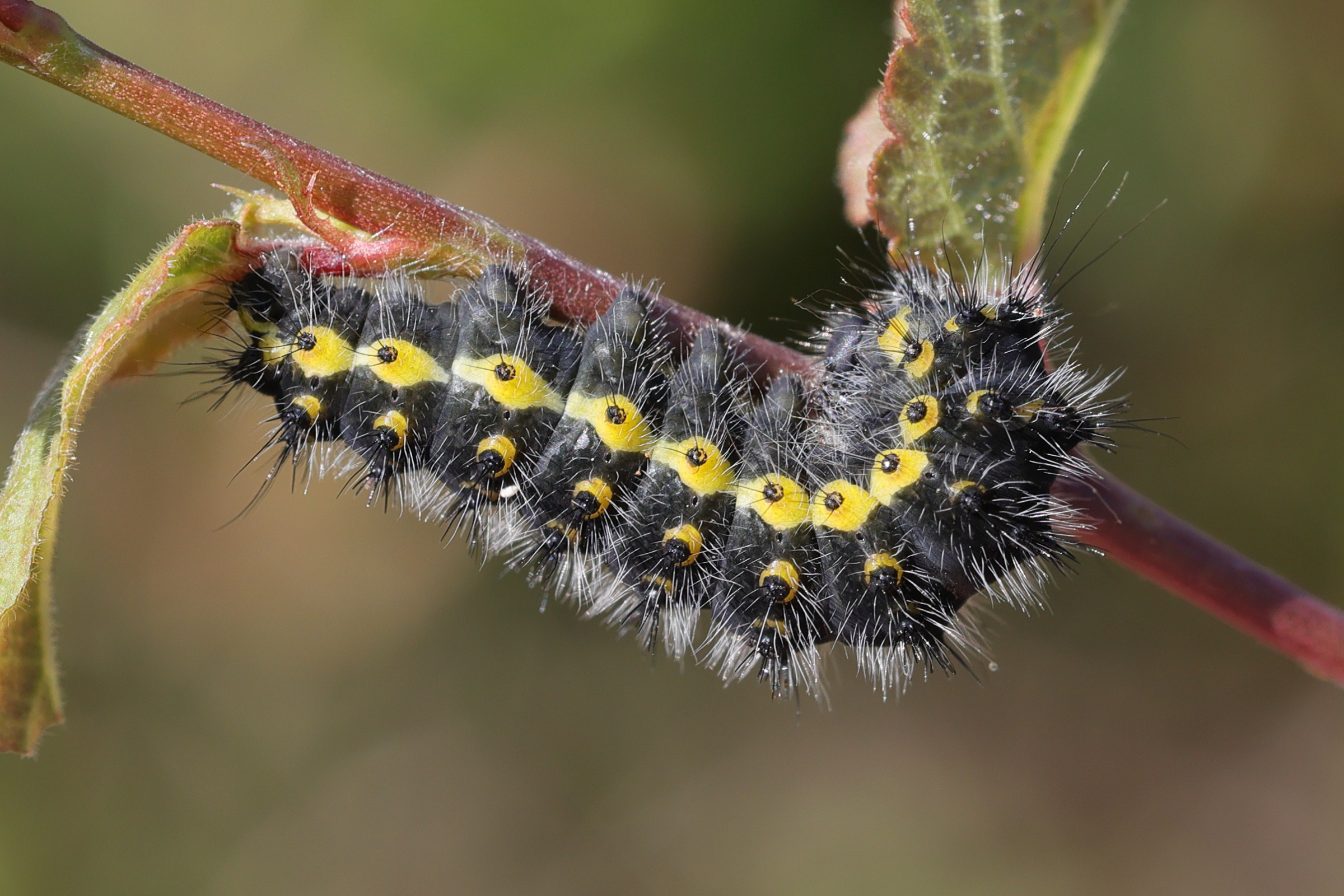 saturnia_pavonia_ch11md