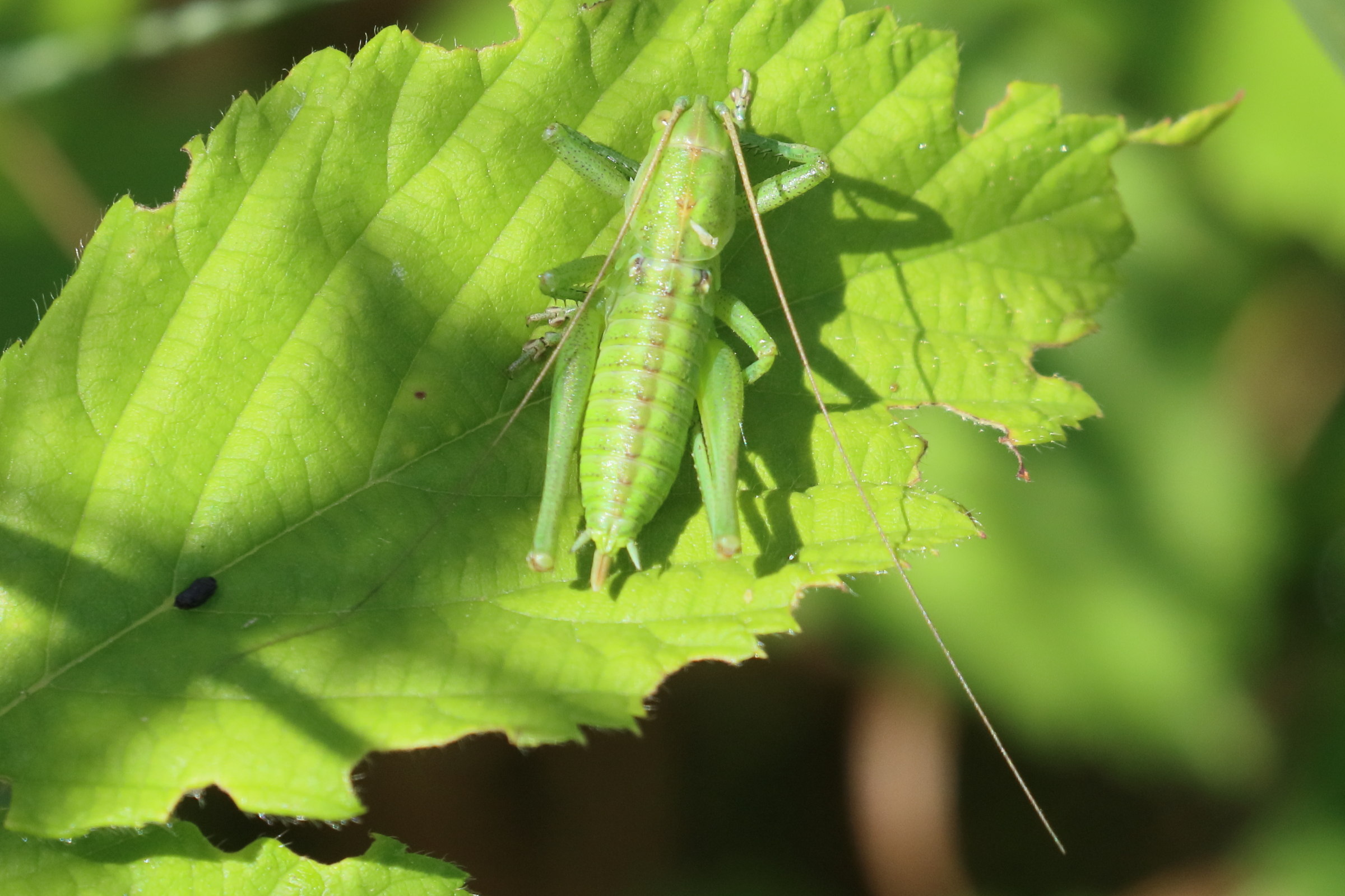 tettigonia_viridissima12bd