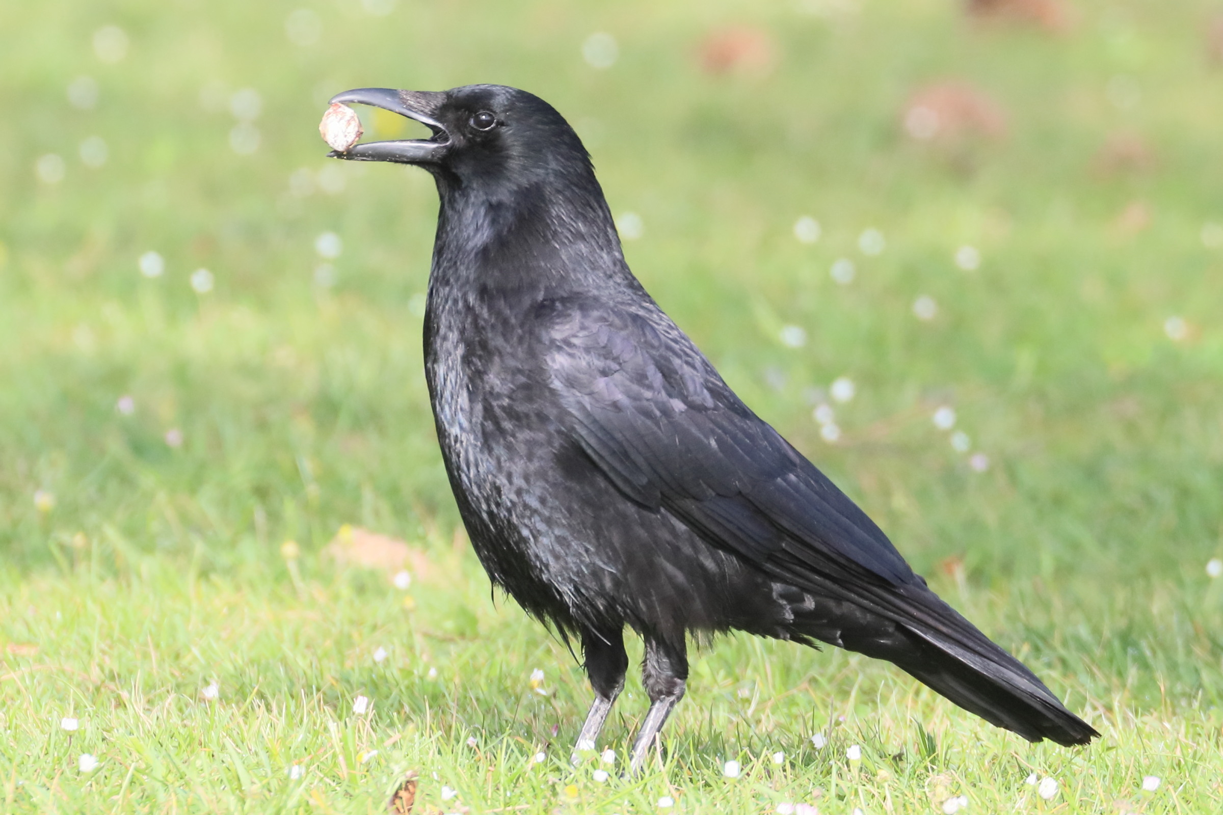 corneille_noire_-_corvus_corone5bd