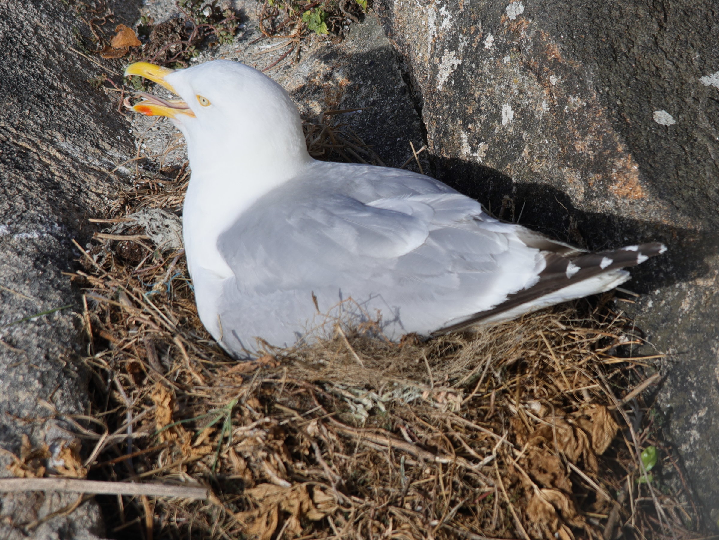 goeland_argente_-_larus_argentatus17md