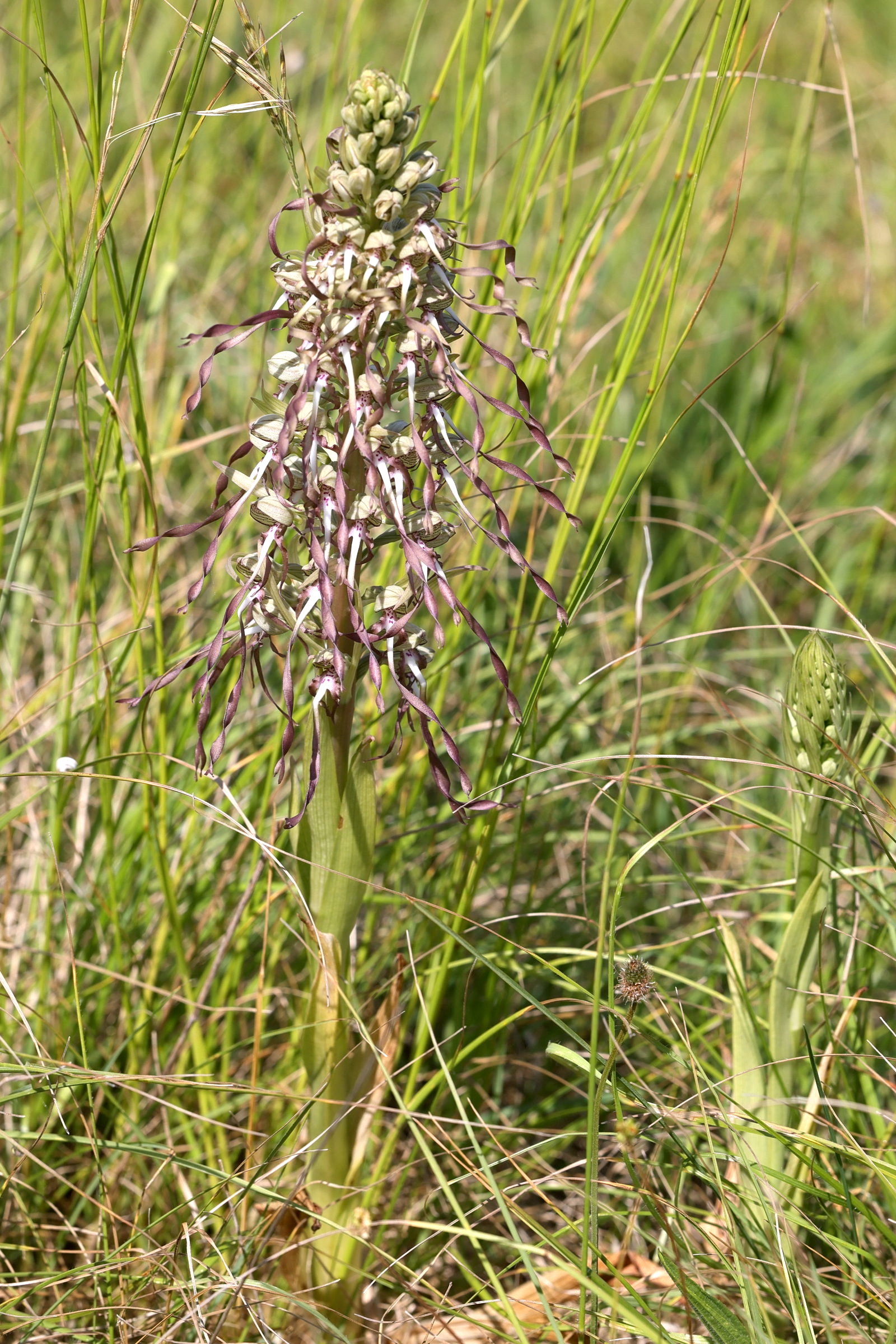 himantoglossum_hircinum8md