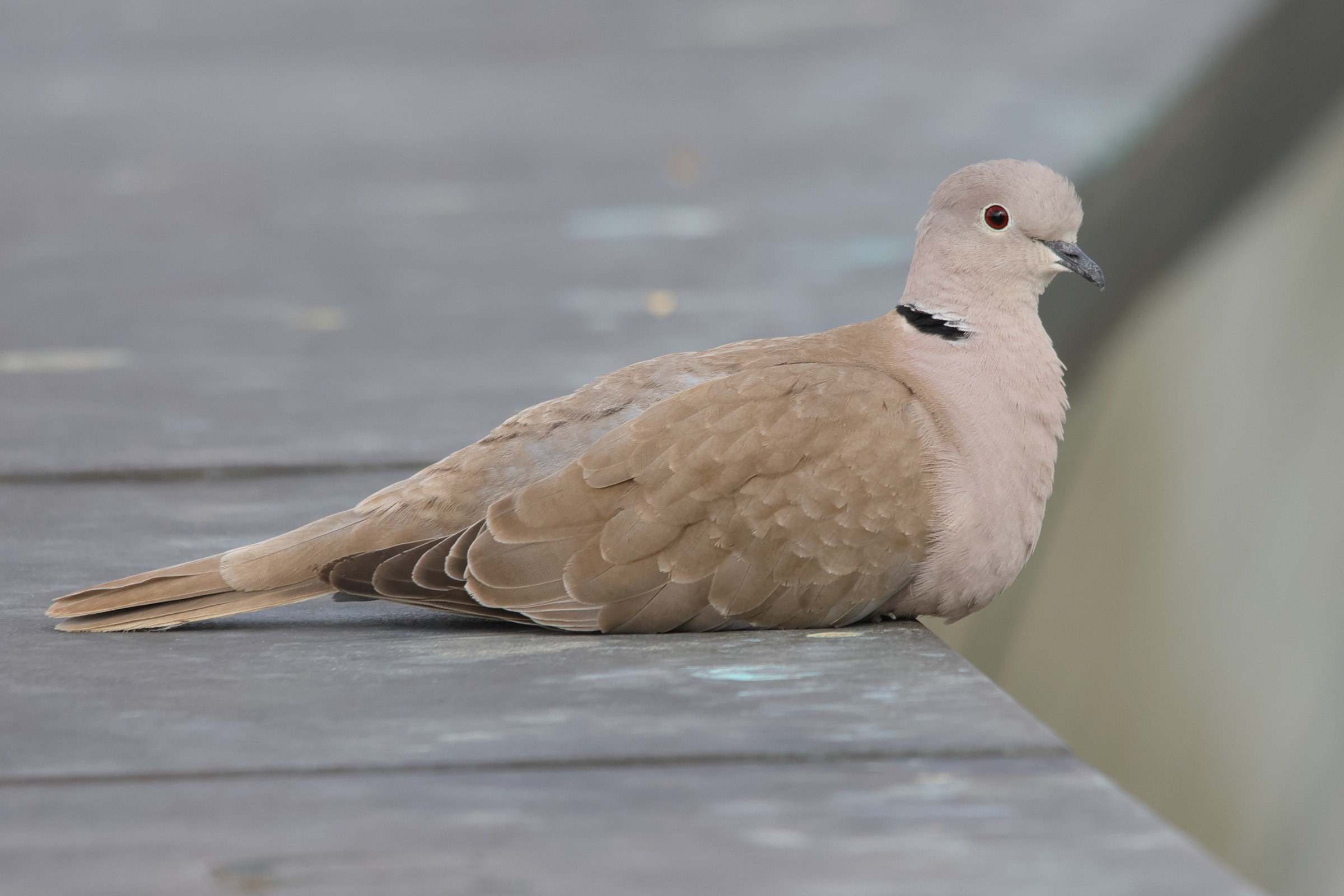 tourterelle_turque_-_streptopelia_decaocto4md