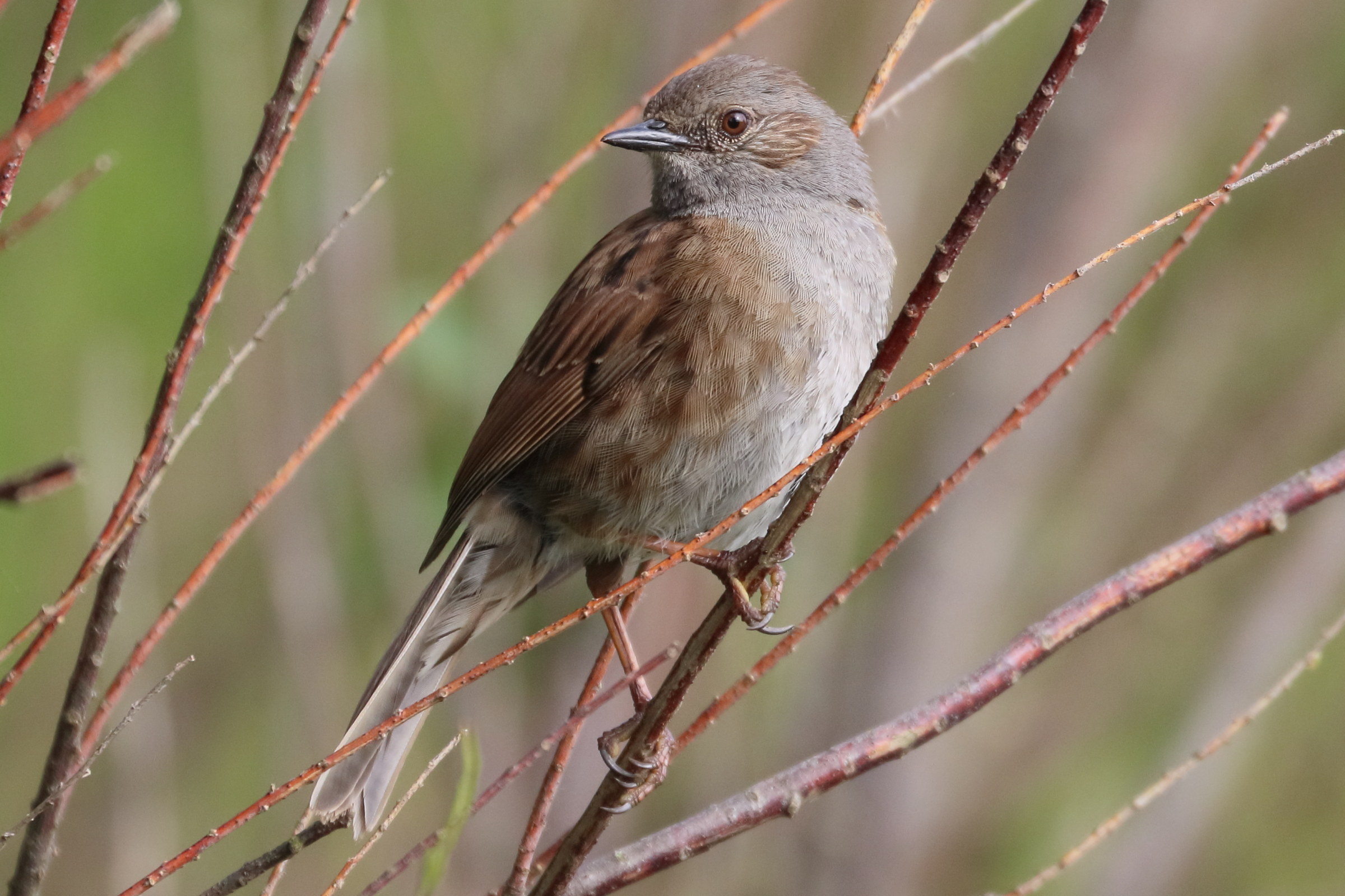 accenteur_mouchet_-_prunella_modularis7bd