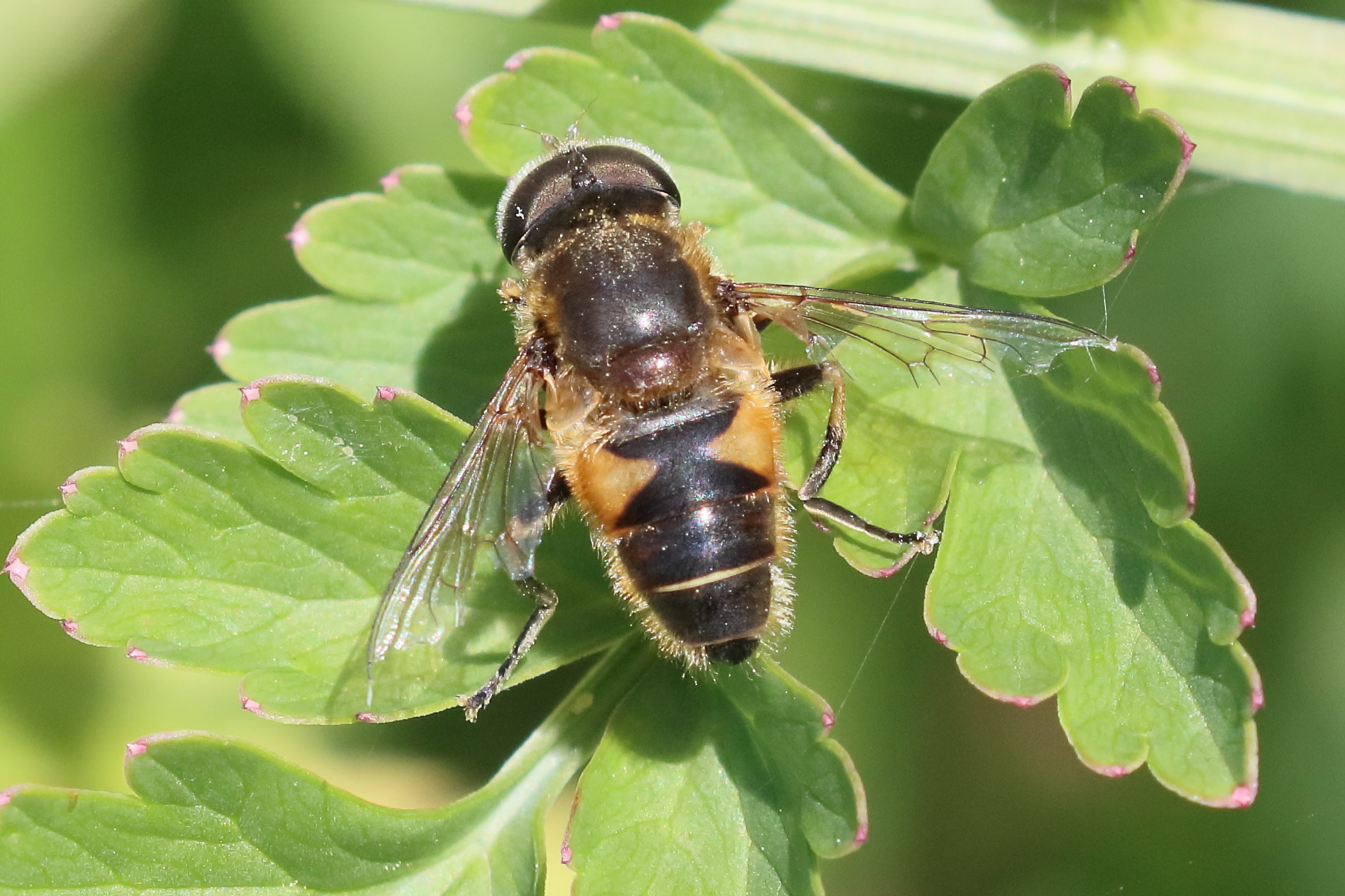 eristalis_nemorum7bd