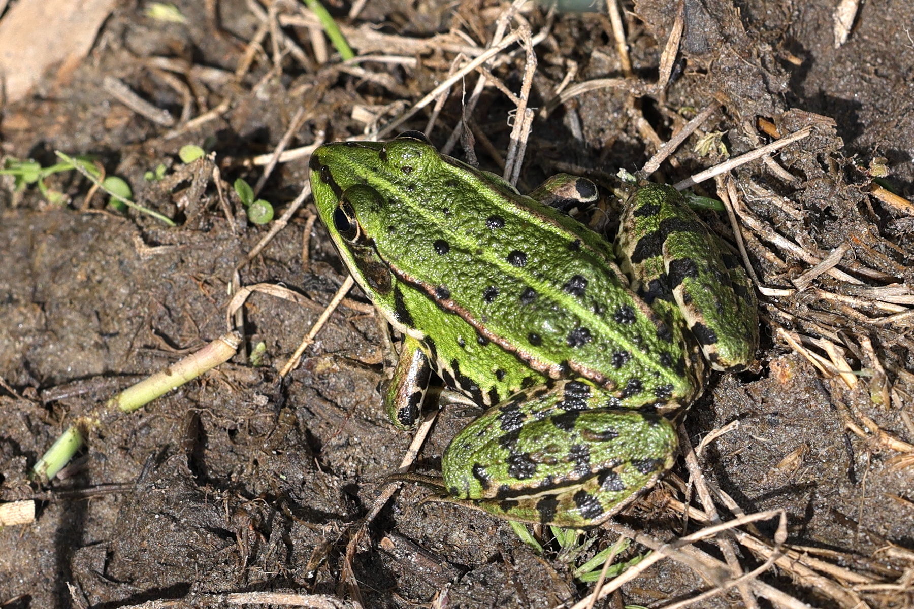 pelophylax_lessonae_lessonae3md