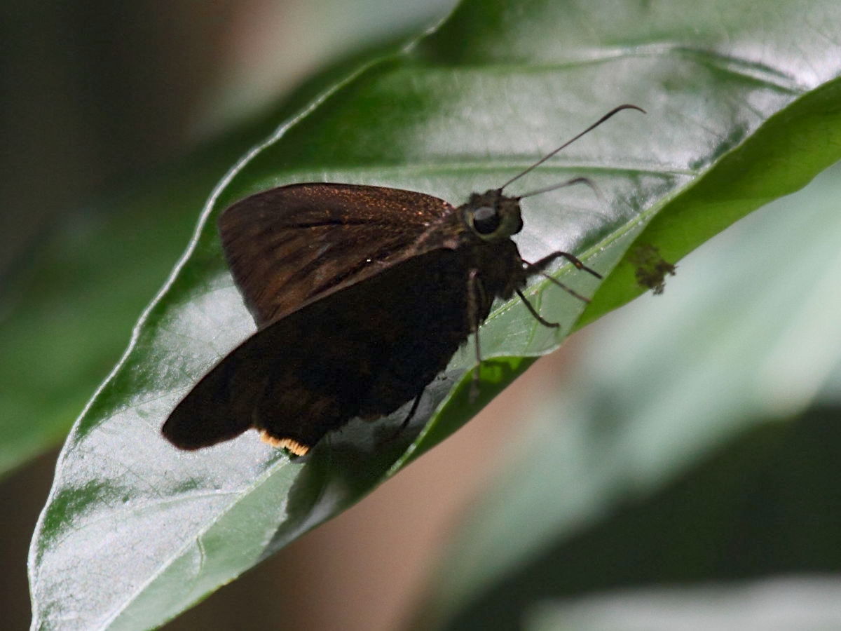 ephyriades_dominicensis1bd