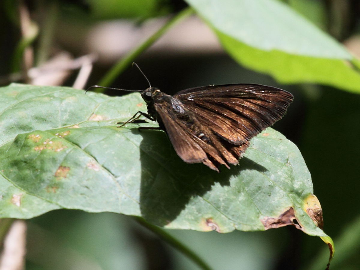 ephyriades_dominicensis2bd