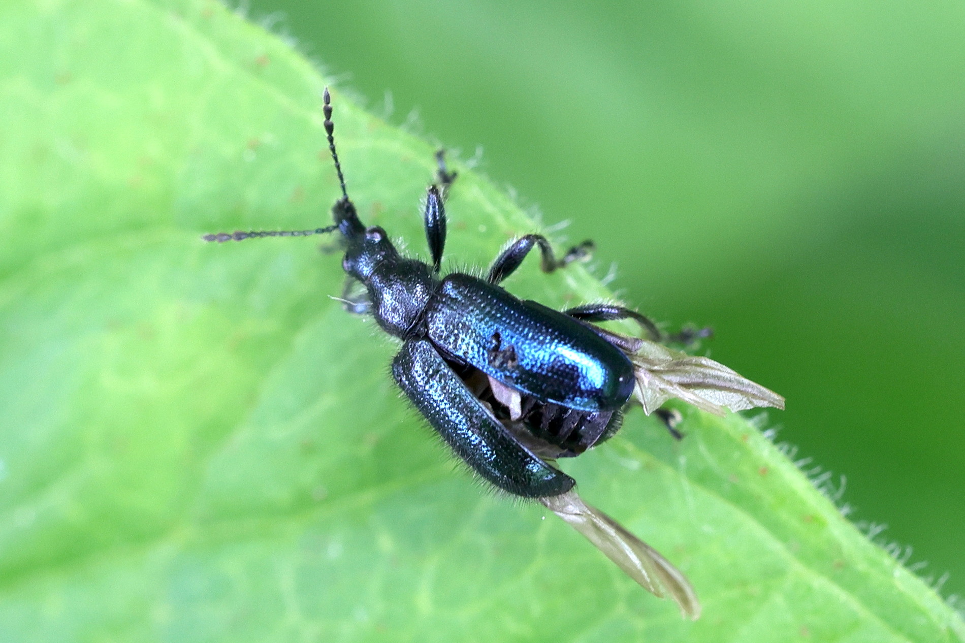 lasiorhynchites_olivaceus1md