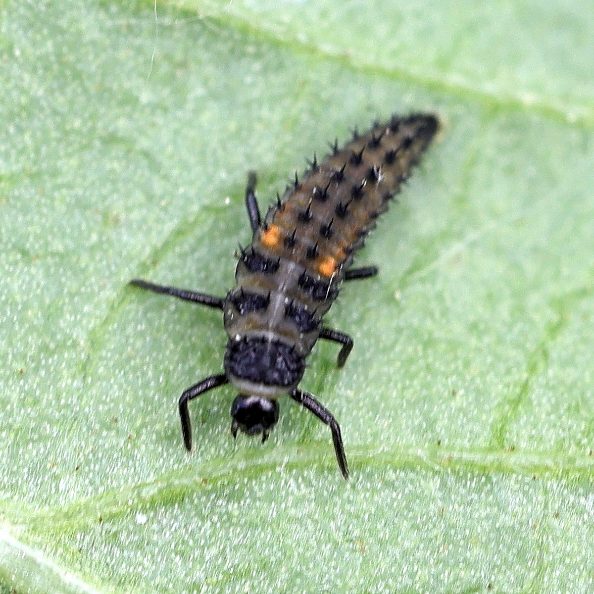 Afficher le média harmonia_axyridis19md harmonia_axyridis19md