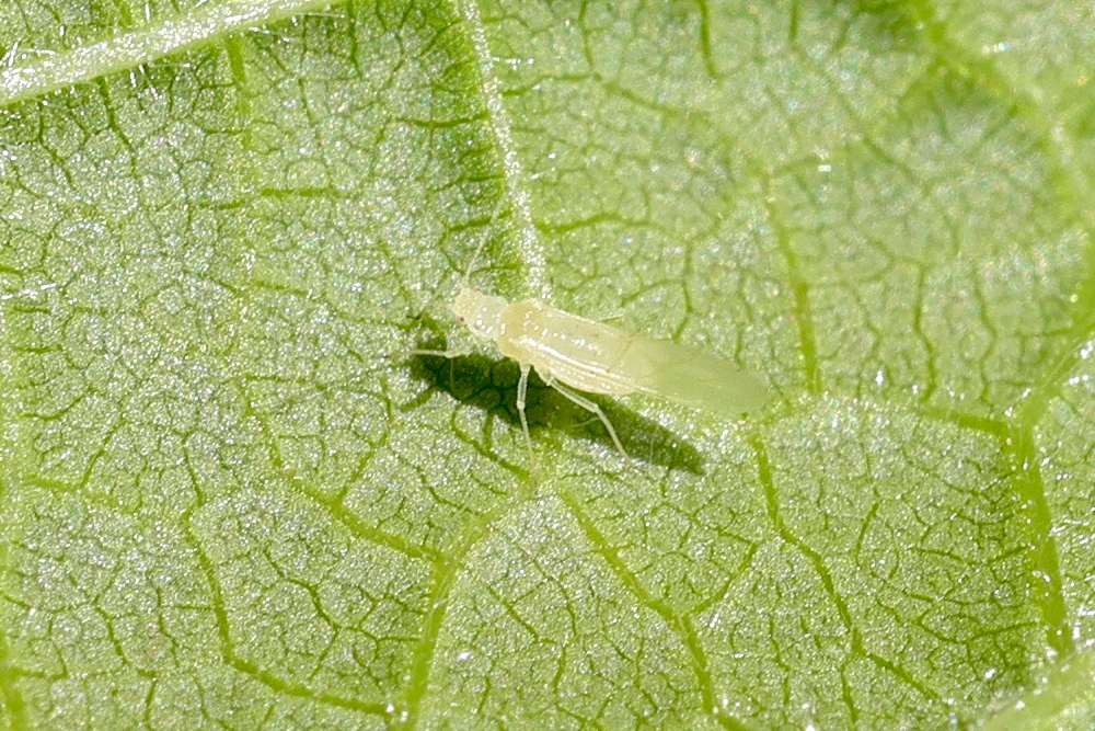 myzocallis_corylli1md